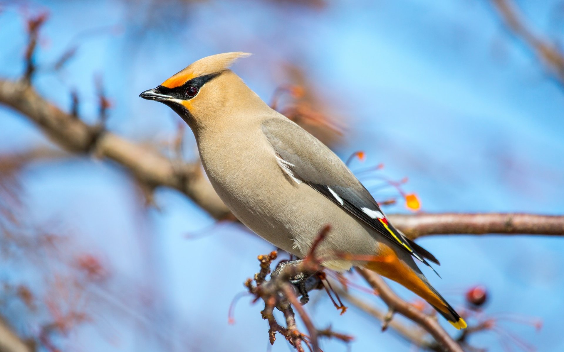 Обои ветка, птица, клюв, перья, свиристель, branch, bird, beak, feathers, the waxwing разрешение 2048x1366 Загрузить