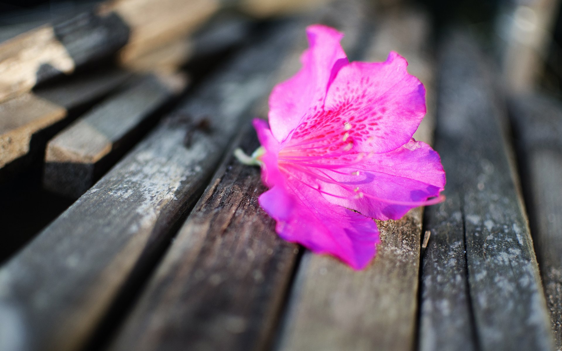 Обои цветок, лепестки, лежит, бутон, скамейка, розовый, flower, petals, lies, bud, bench, pink разрешение 2048x1356 Загрузить