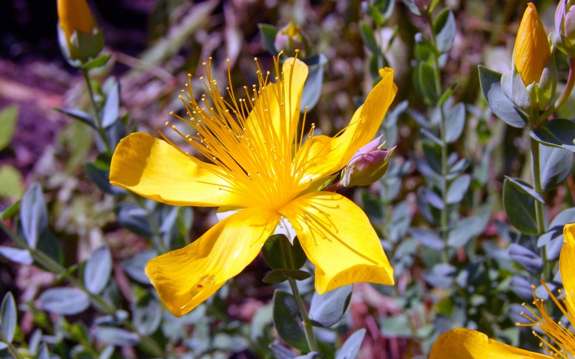 Обои цветок, лепестки, пестики, зверобой, зверобой олимпийский, flower, petals, pistils, st. john's wort, st. john's wort olympic разрешение 2560x1600 Загрузить