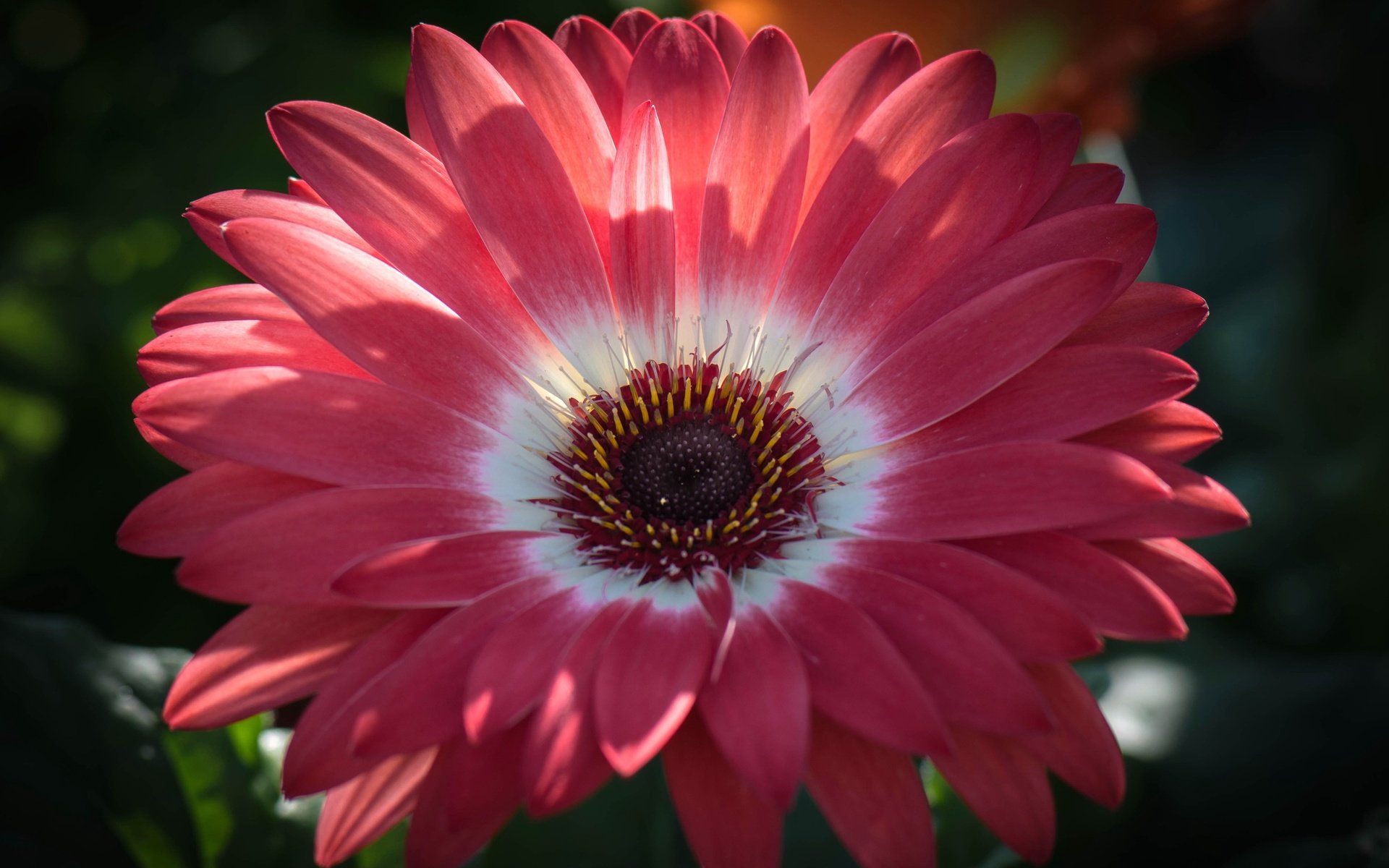 Обои цветок, лепестки, тычинки, гербера, flower, petals, stamens, gerbera разрешение 2554x1600 Загрузить