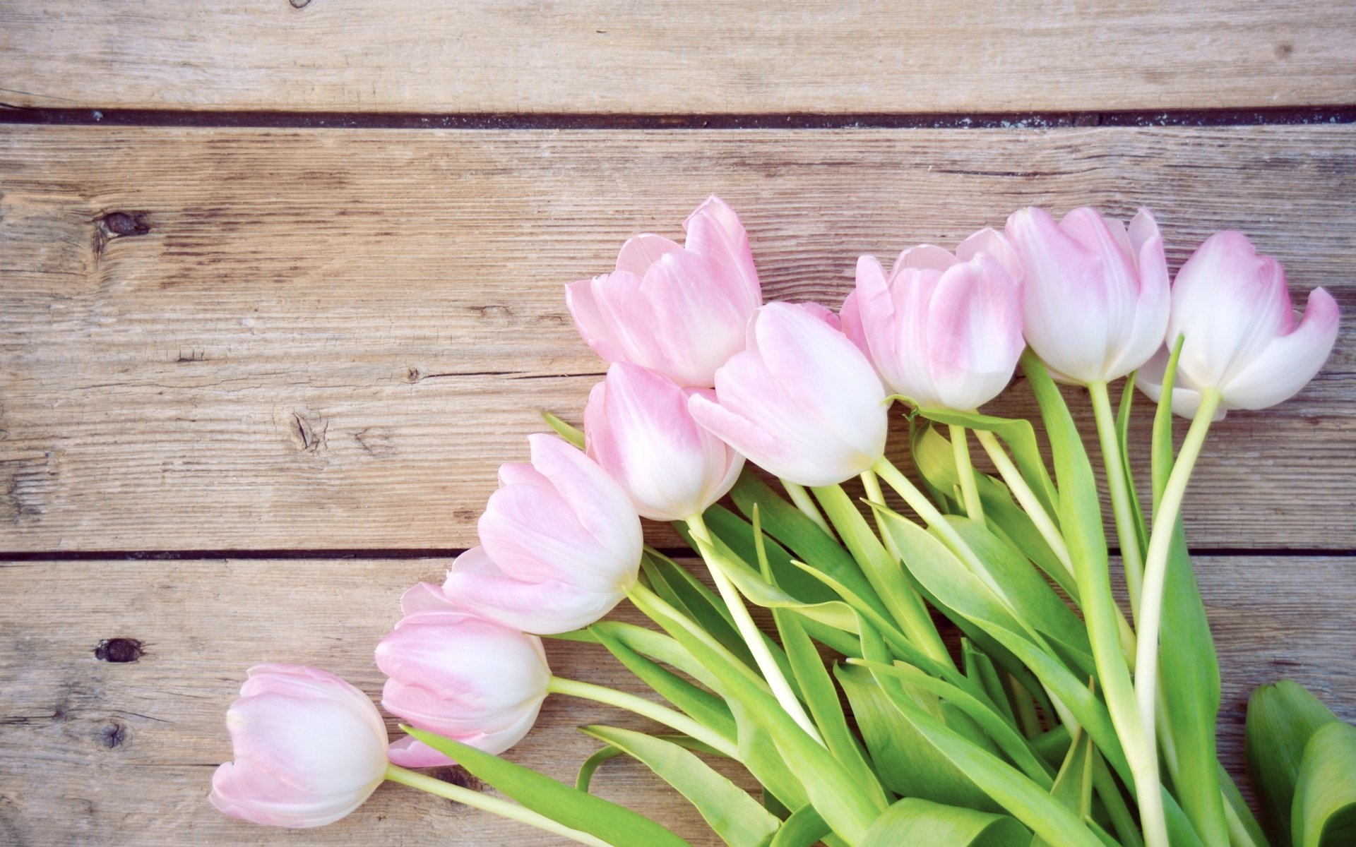 Обои цветы, букет, тюльпаны, розовые, flowers, bouquet, tulips, pink разрешение 2558x1600 Загрузить