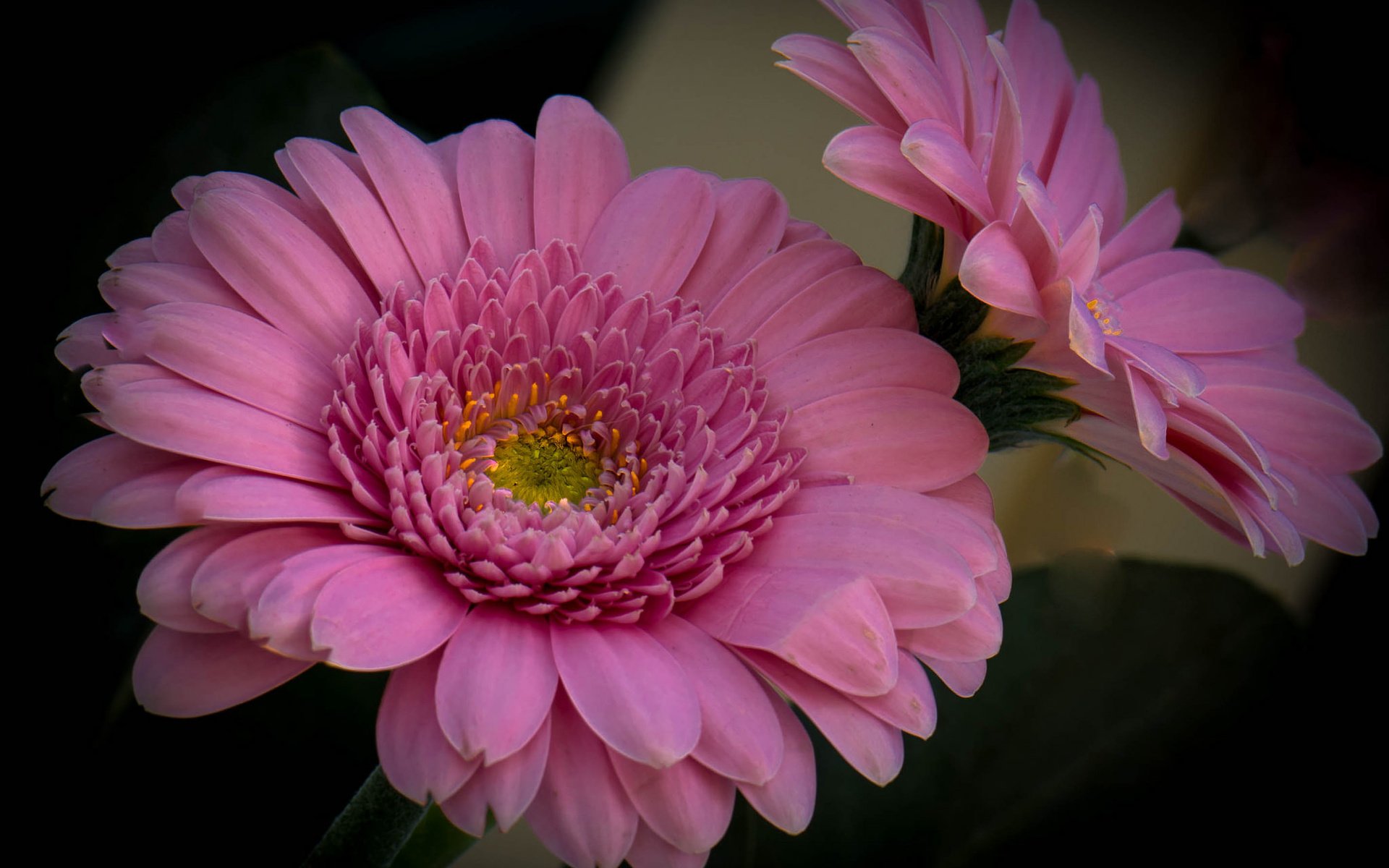 Обои цветы, фон, розовые, герберы, flowers, background, pink, gerbera разрешение 2048x1505 Загрузить