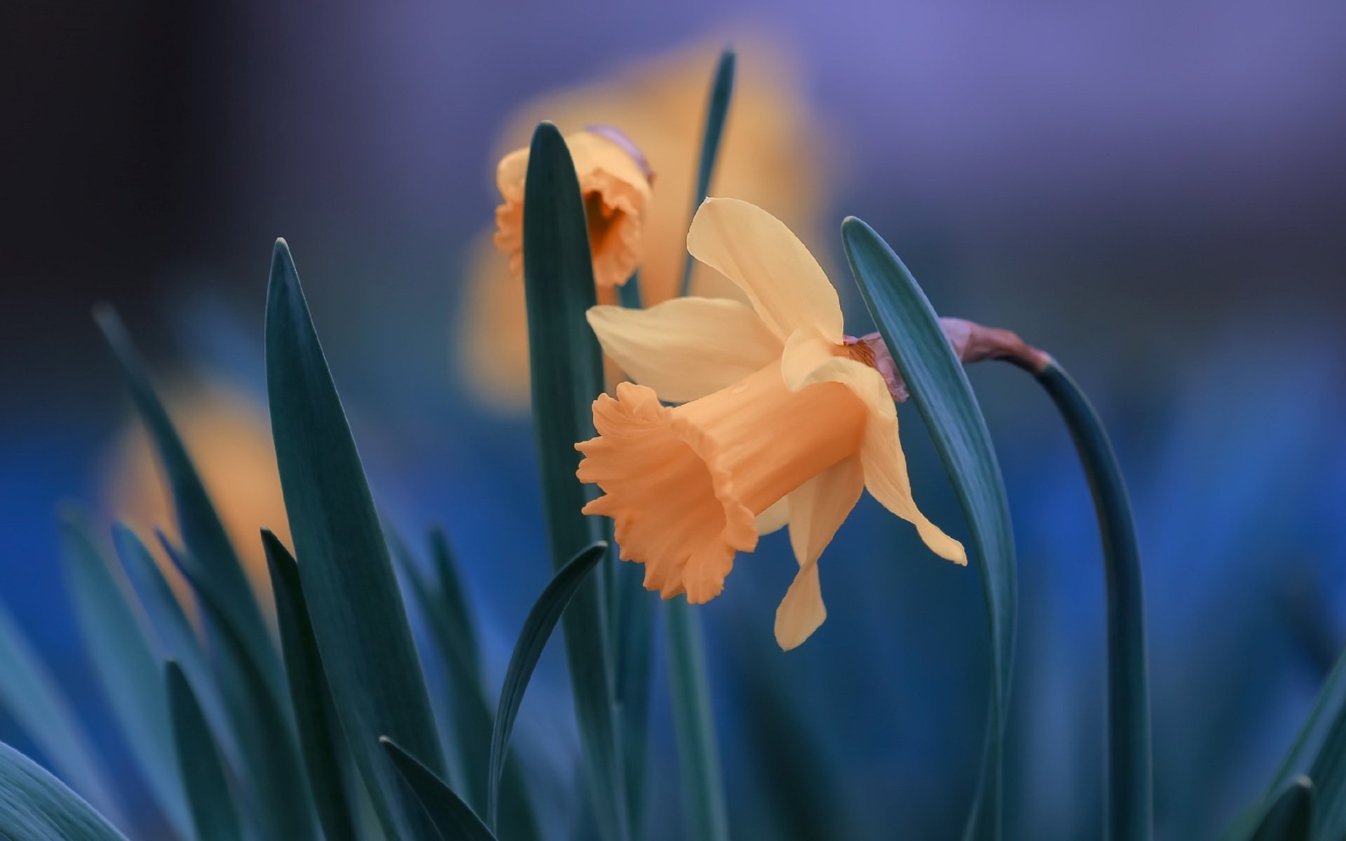 Обои цветы, листья, крупный план, нарциссы, flowers, leaves, close-up, daffodils разрешение 2560x1706 Загрузить