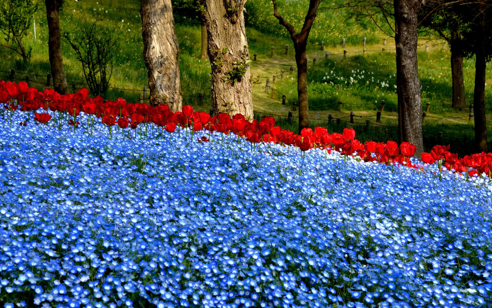 Обои цветы, деревья, природа, парк, flowers, trees, nature, park разрешение 2048x1395 Загрузить