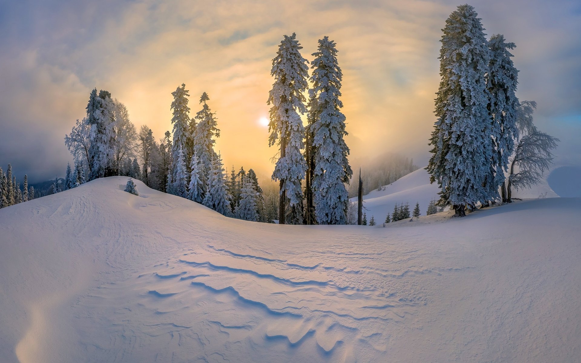 Обои деревья, снег, зима, елки, сугробы, trees, snow, winter, tree, the snow разрешение 1920x1313 Загрузить