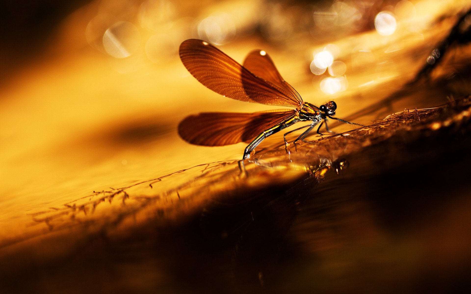 Обои насекомое, фон, крылья, блики, стрекоза, травинка, insect, background, wings, glare, dragonfly, a blade of grass разрешение 2048x1306 Загрузить