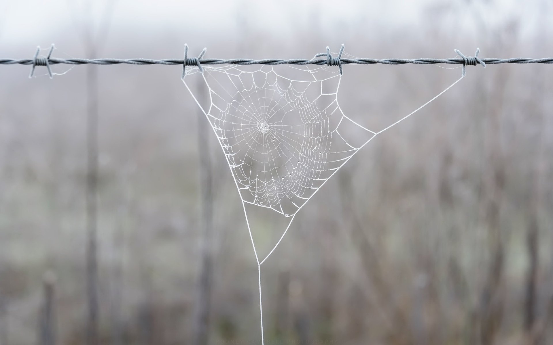 Обои природа, фон, проволока, забор, паутина, nature, background, wire, the fence, web разрешение 2048x1367 Загрузить