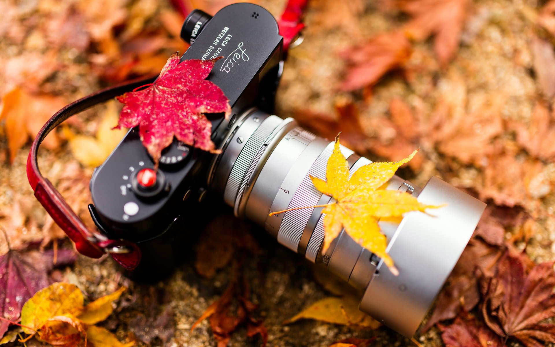 Обои листья, осень, фотоаппарат, камера, объектив, очень, leaves, autumn, the camera, camera, lens, very разрешение 2048x1365 Загрузить