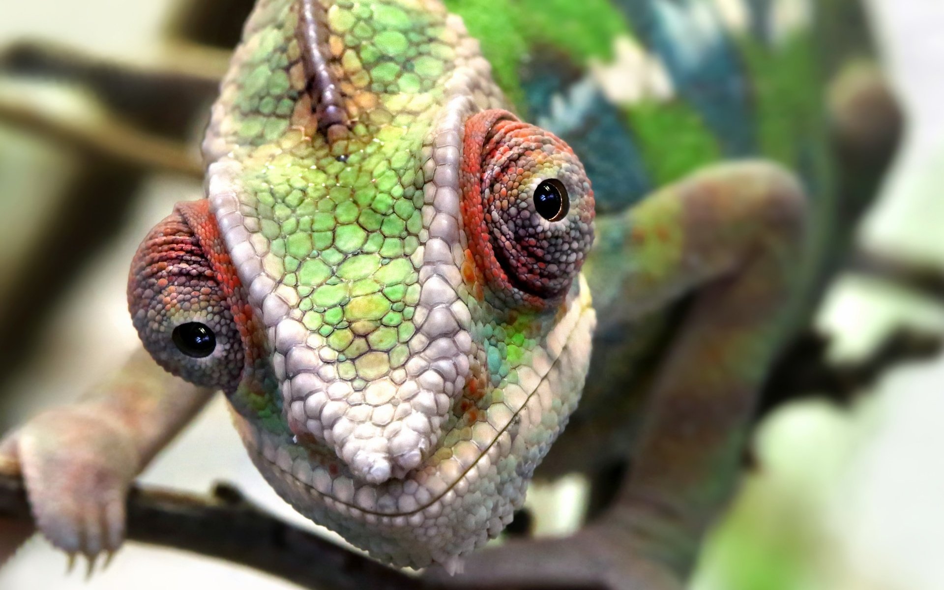 Обои глаза, макро, ящерица, животное, кожа, хамелеон, eyes, macro, lizard, animal, leather, chameleon разрешение 2048x1356 Загрузить