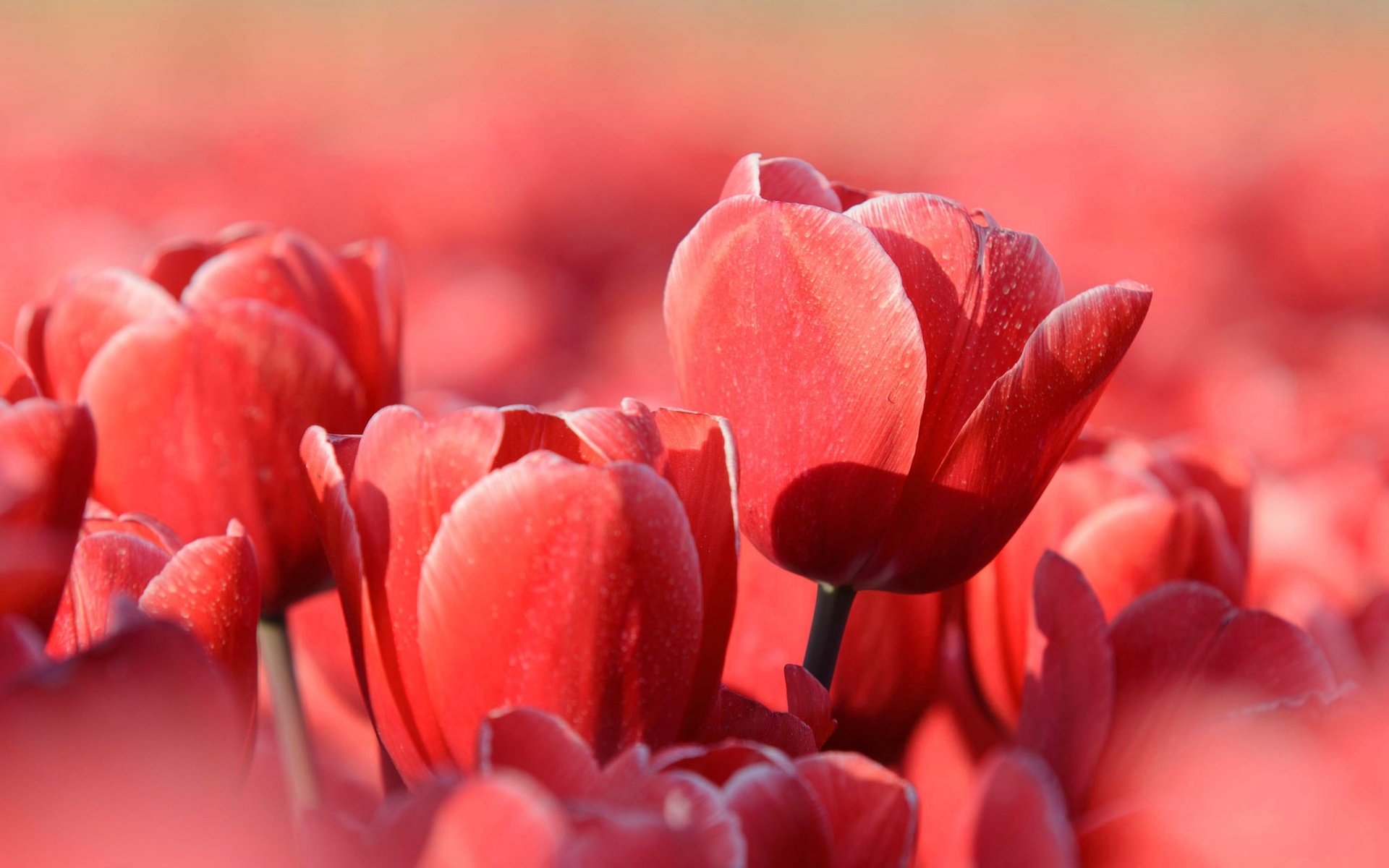 Обои цветы, природа, лепестки, красные, весна, тюльпаны, flowers, nature, petals, red, spring, tulips разрешение 2048x1292 Загрузить