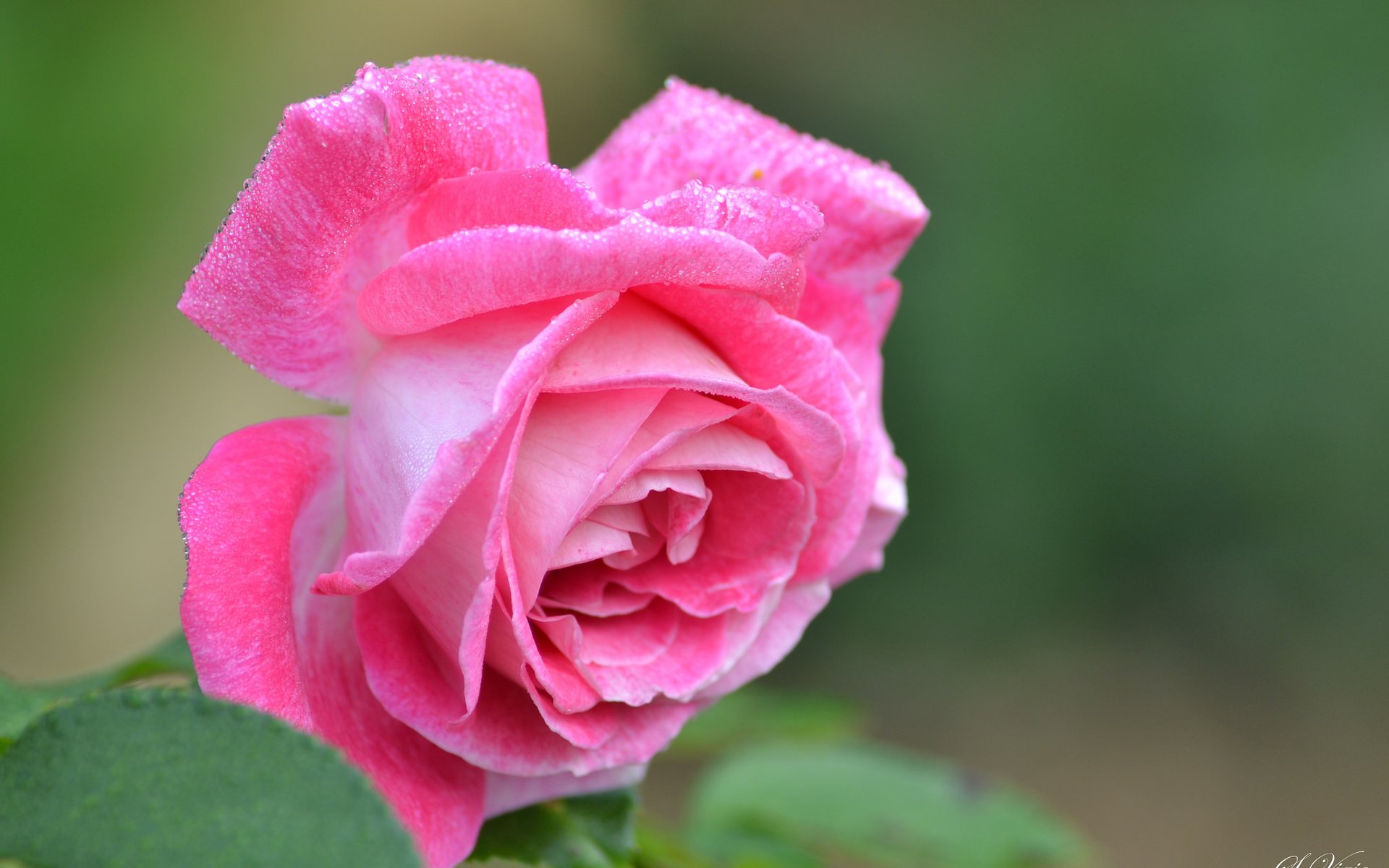 Обои цветок, роза, лепестки, бутон, розовый, flower, rose, petals, bud, pink разрешение 2048x1365 Загрузить