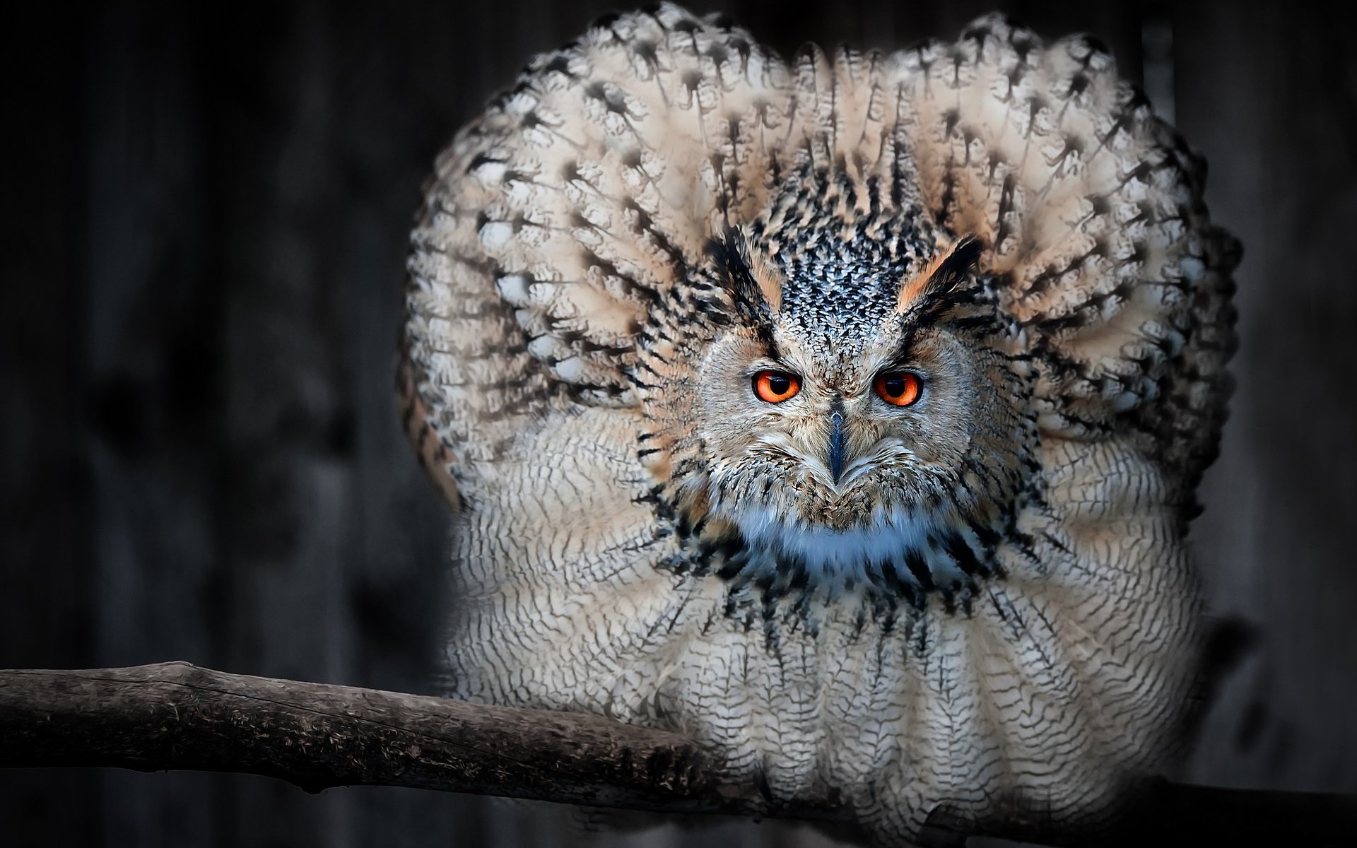 Обои сова, ветка, взгляд, птица, клюв, перья, филин, owl, branch, look, bird, beak, feathers разрешение 3600x2290 Загрузить