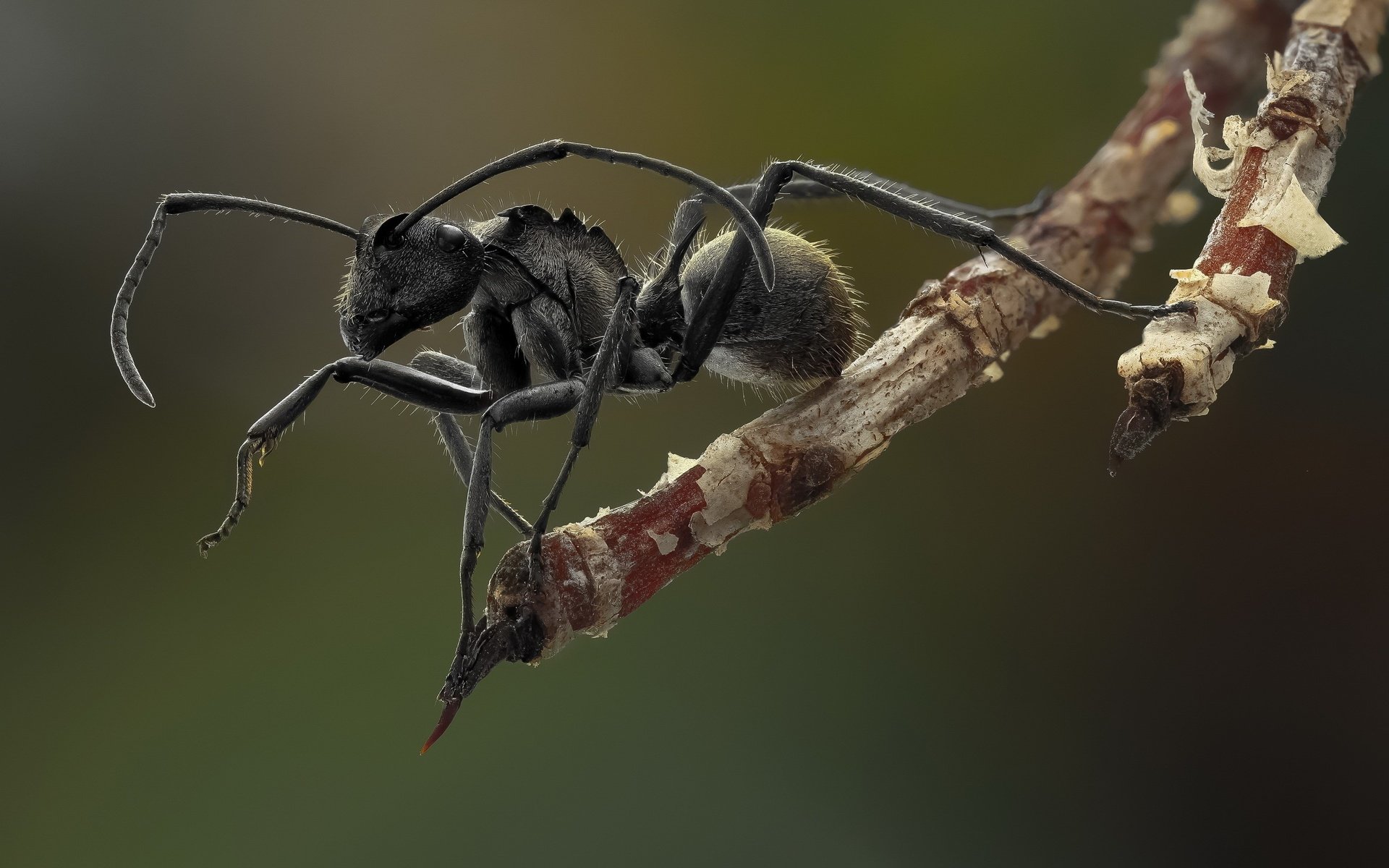 Обои насекомое, усы, муравей, лапки, крупным планом, insect, mustache, ant, legs, closeup разрешение 3000x2000 Загрузить