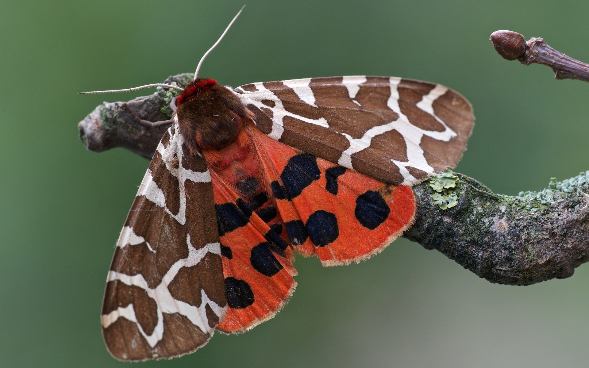 Обои ветка, насекомое, узор, бабочка, крылья, моль, branch, insect, pattern, butterfly, wings, mol разрешение 2560x1600 Загрузить