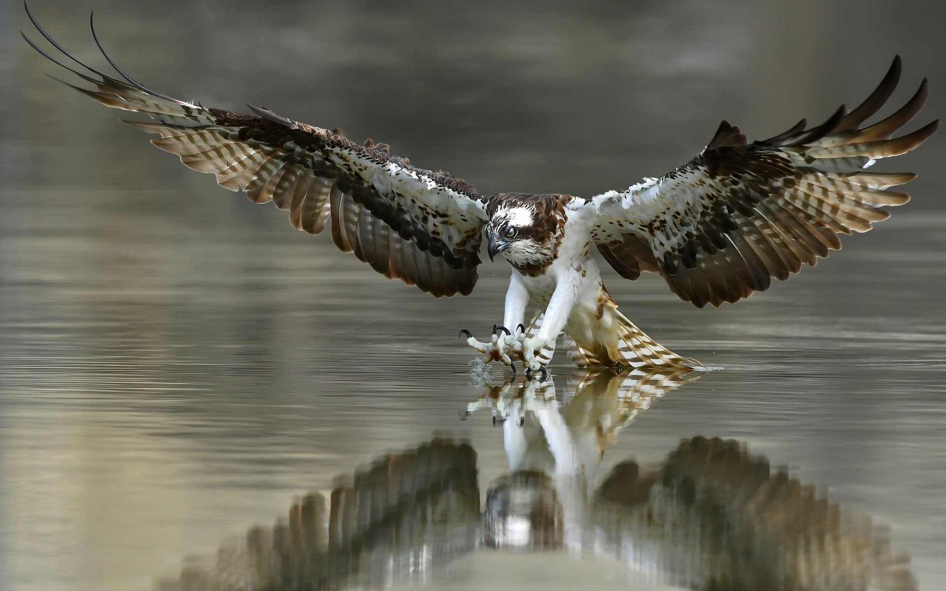 Обои вода, крылья, птица, перья, когти, охота, скопа, water, wings, bird, feathers, claws, hunting, osprey разрешение 2048x1365 Загрузить