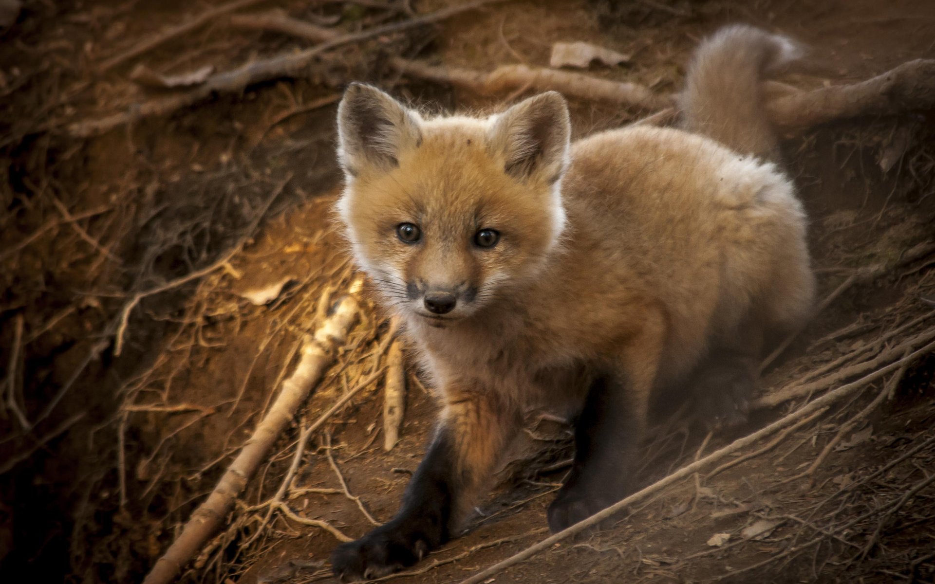 Обои взгляд, лиса, лисица, животное, лисенок, look, fox, animal разрешение 2048x1360 Загрузить