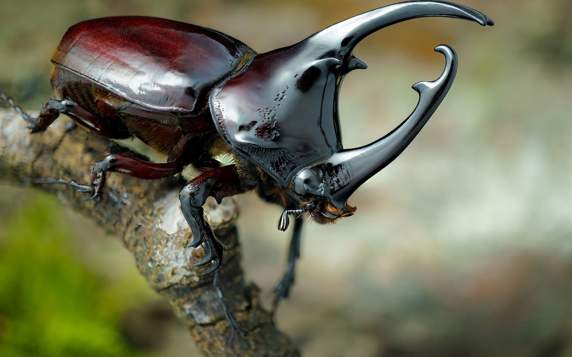 Обои жук, макро, насекомое, лапки, рог, жук-носорог, beetle, macro, insect, legs, horn, rhinoceros beetle разрешение 2048x1365 Загрузить