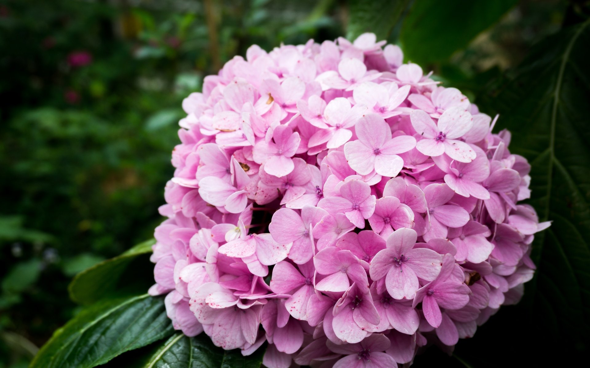 Обои природа, цветок, розовый, гортензия, nature, flower, pink, hydrangea разрешение 6000x4000 Загрузить