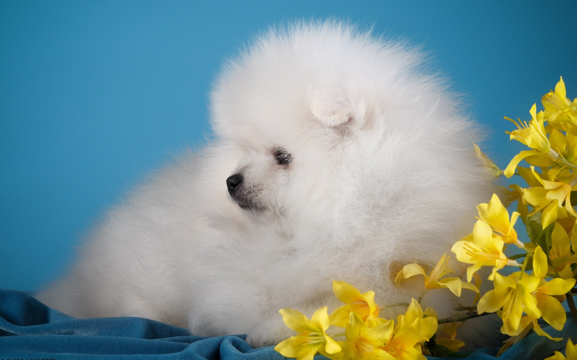 Обои цветы, белый, собака, щенок, милый, шпиц, flowers, white, dog, puppy, cute, spitz разрешение 3000x1955 Загрузить