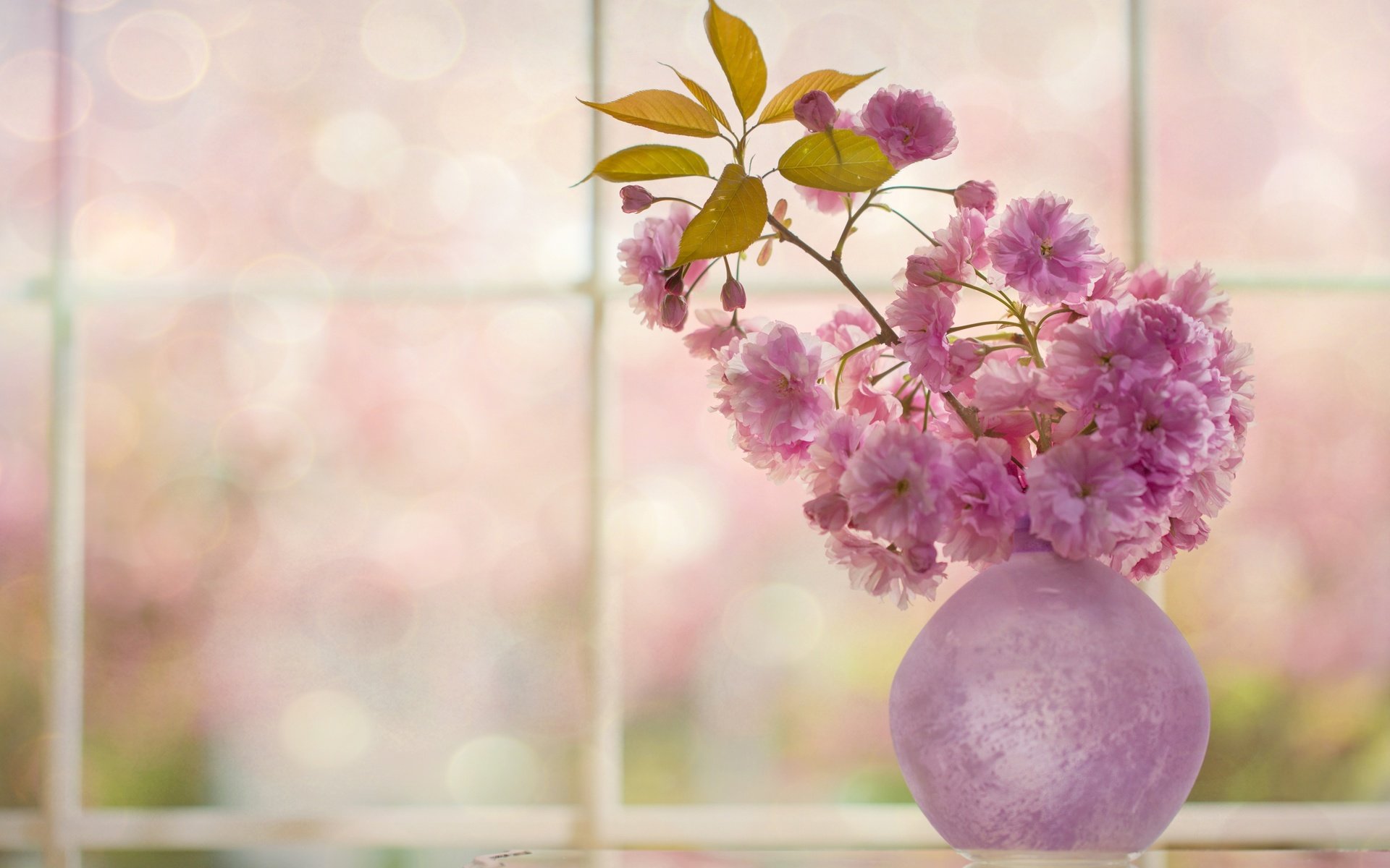 Обои цветы, цветение, веточка, вишня, сакура, окно, ваза, flowers, flowering, sprig, cherry, sakura, window, vase разрешение 4916x3278 Загрузить