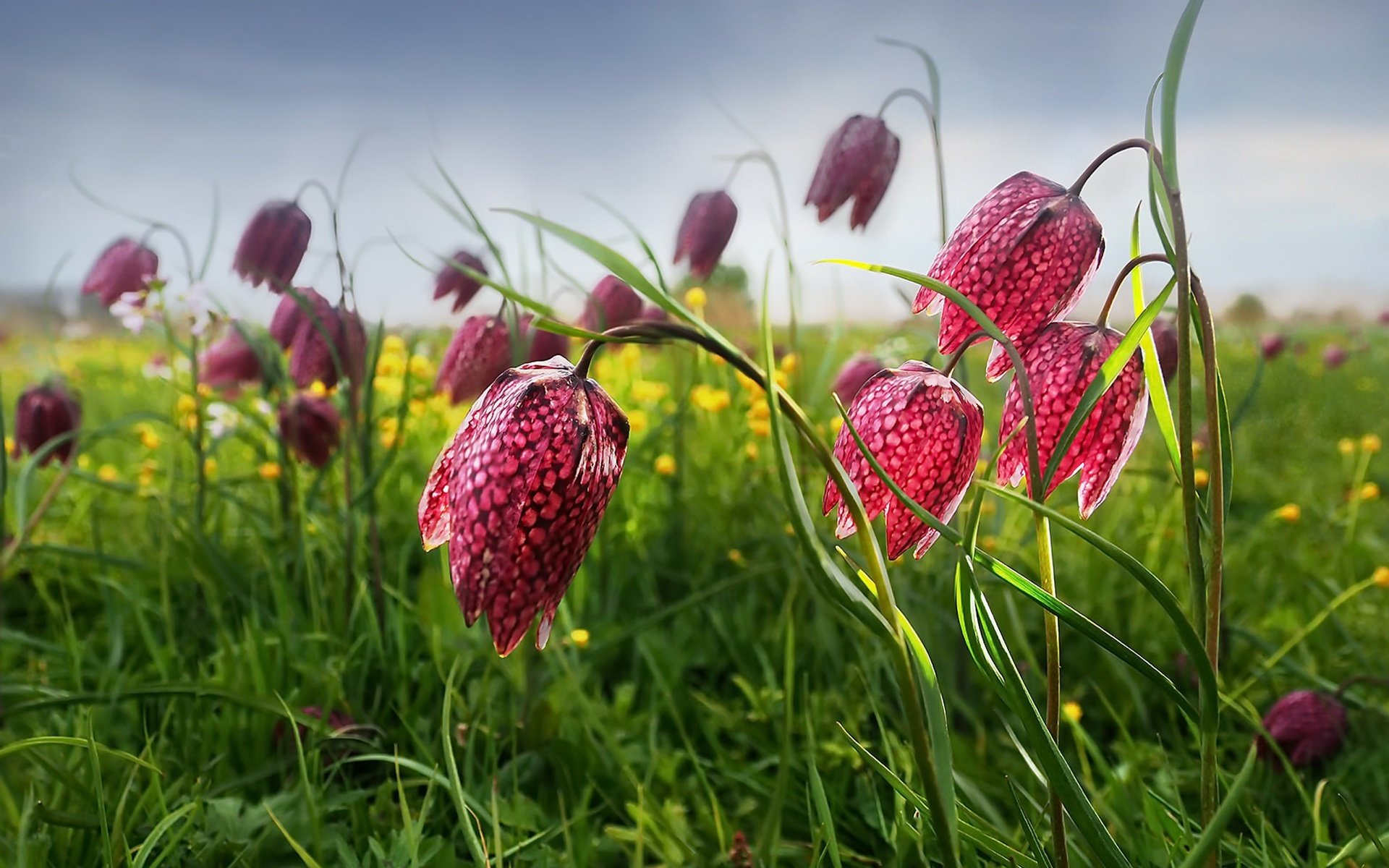 Обои цветы, трава, поле, весна, рябчик шахматный, flowers, grass, field, spring, grouse chess разрешение 1920x1217 Загрузить