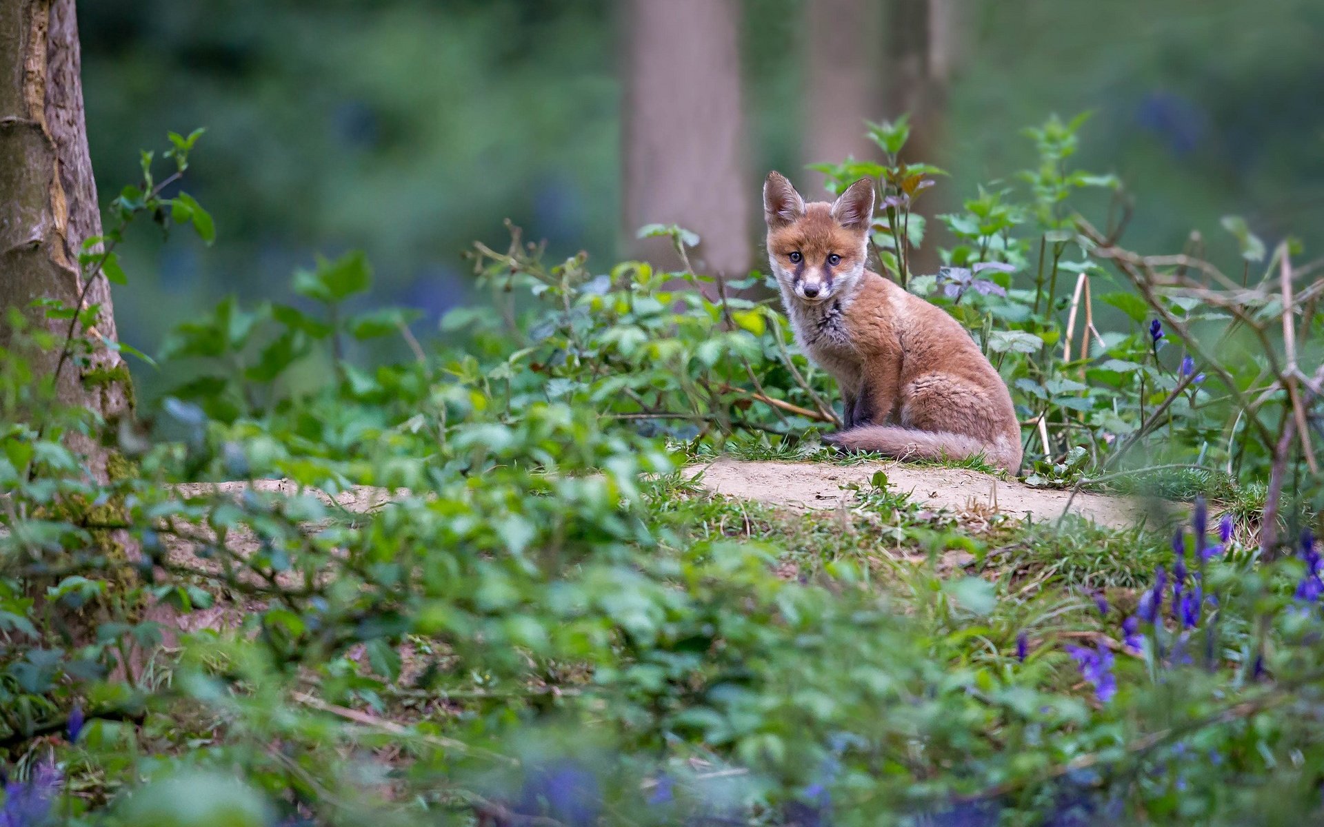 Обои цветы, трава, лиса, колокольчики, лисенок, flowers, grass, fox, bells разрешение 2048x1312 Загрузить