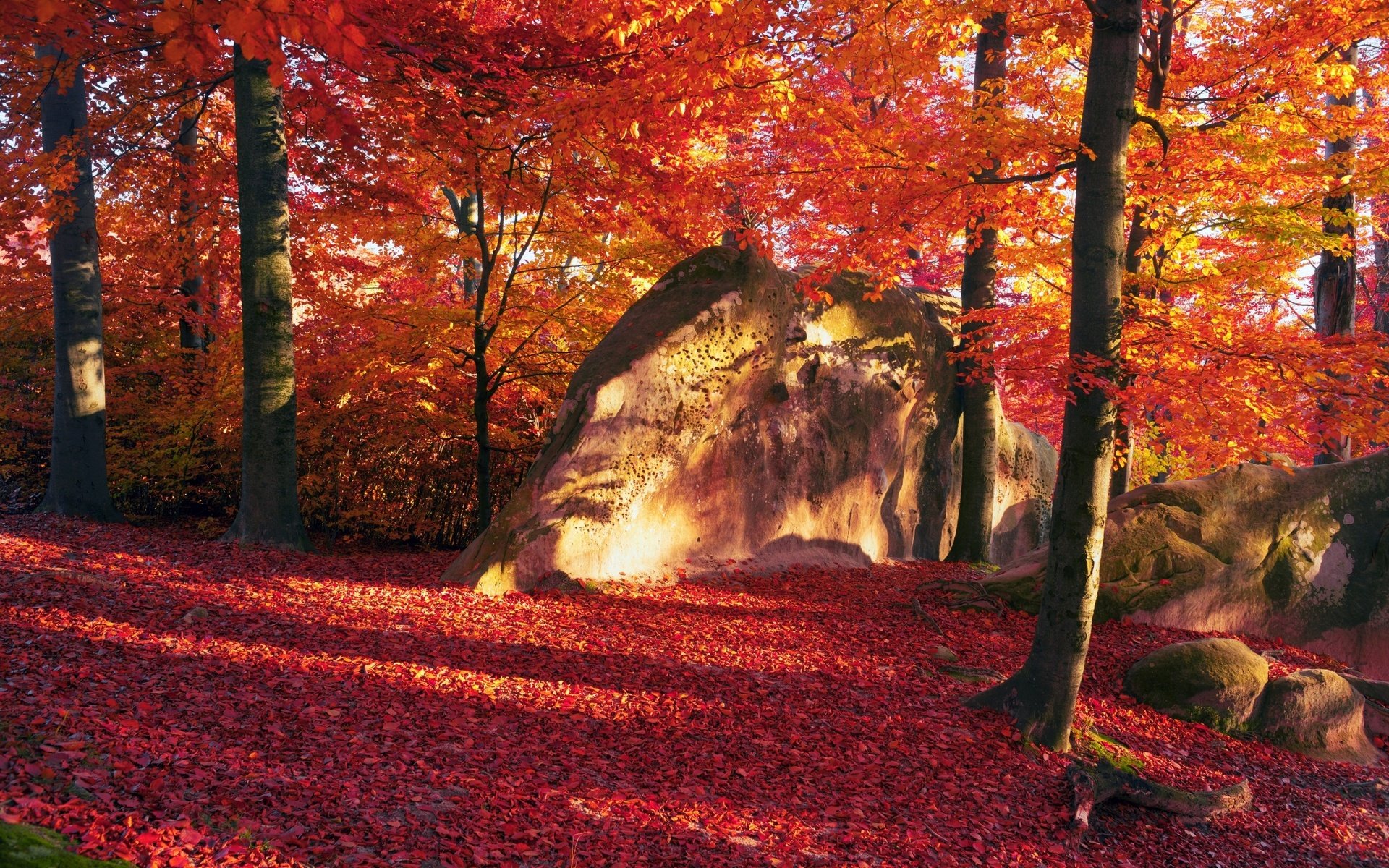 Обои деревья, камни, лес, листья, осень, trees, stones, forest, leaves, autumn разрешение 2560x1600 Загрузить