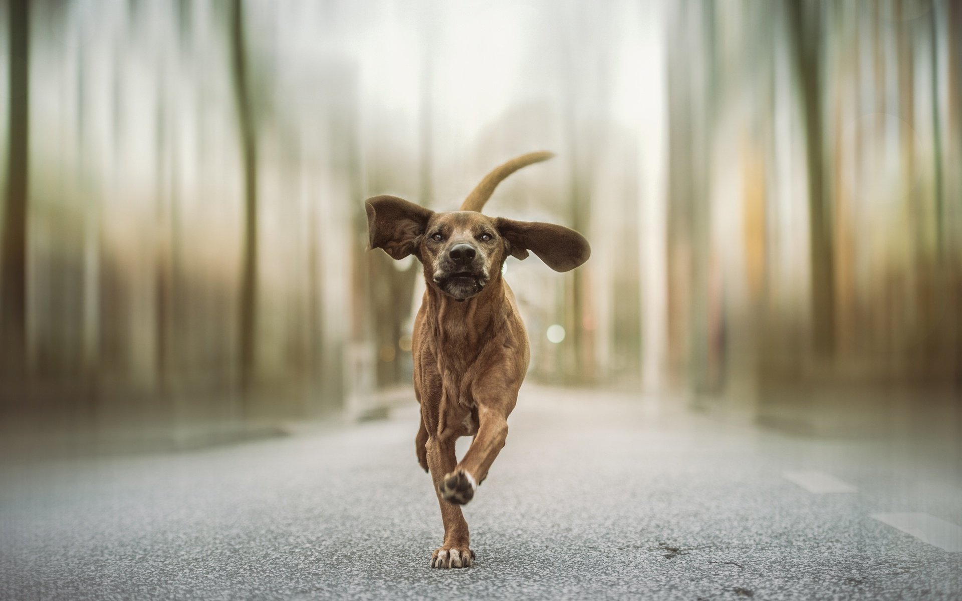 Обои дорога, собака, уши, бег, хвост, гончая, heike willers, road, dog, ears, running, tail, hound разрешение 2499x1668 Загрузить