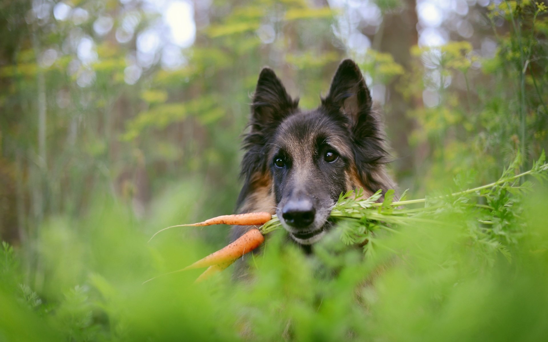 Обои фон, собака, немецкая овчарка, морковка, background, dog, german shepherd, carrot разрешение 2560x1709 Загрузить