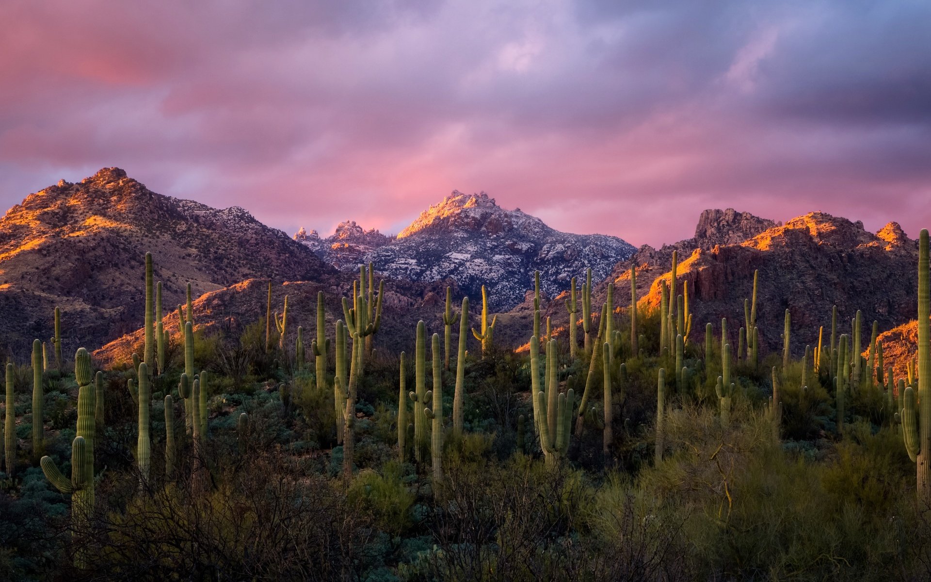 Обои небо, облака, горы, утро, кактусы, the sky, clouds, mountains, morning, cacti разрешение 4956x2788 Загрузить