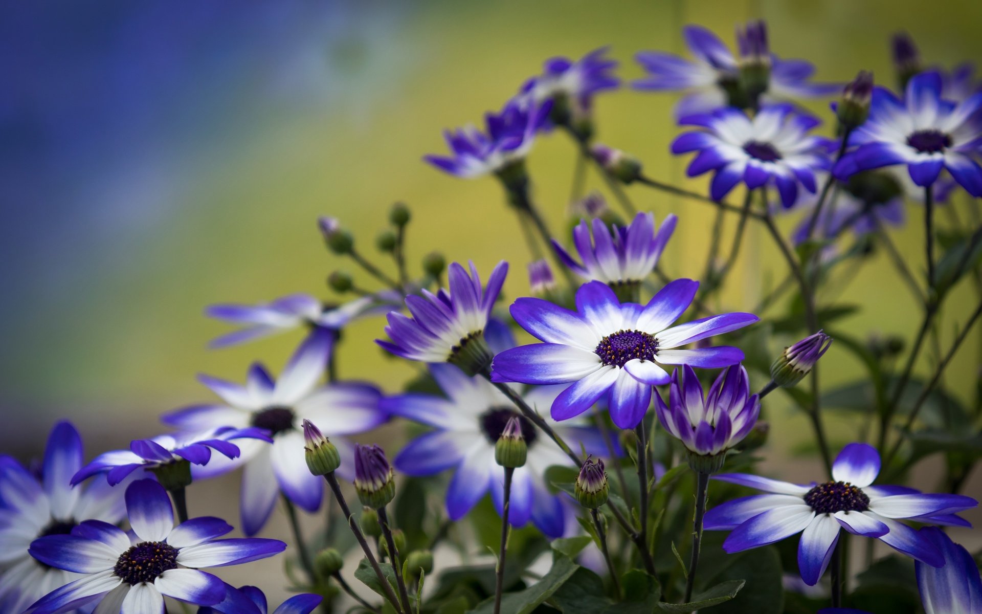 Обои цветы, лепестки, бутончики, цинерария, flowers, petals, buds, cineraria разрешение 4557x3038 Загрузить