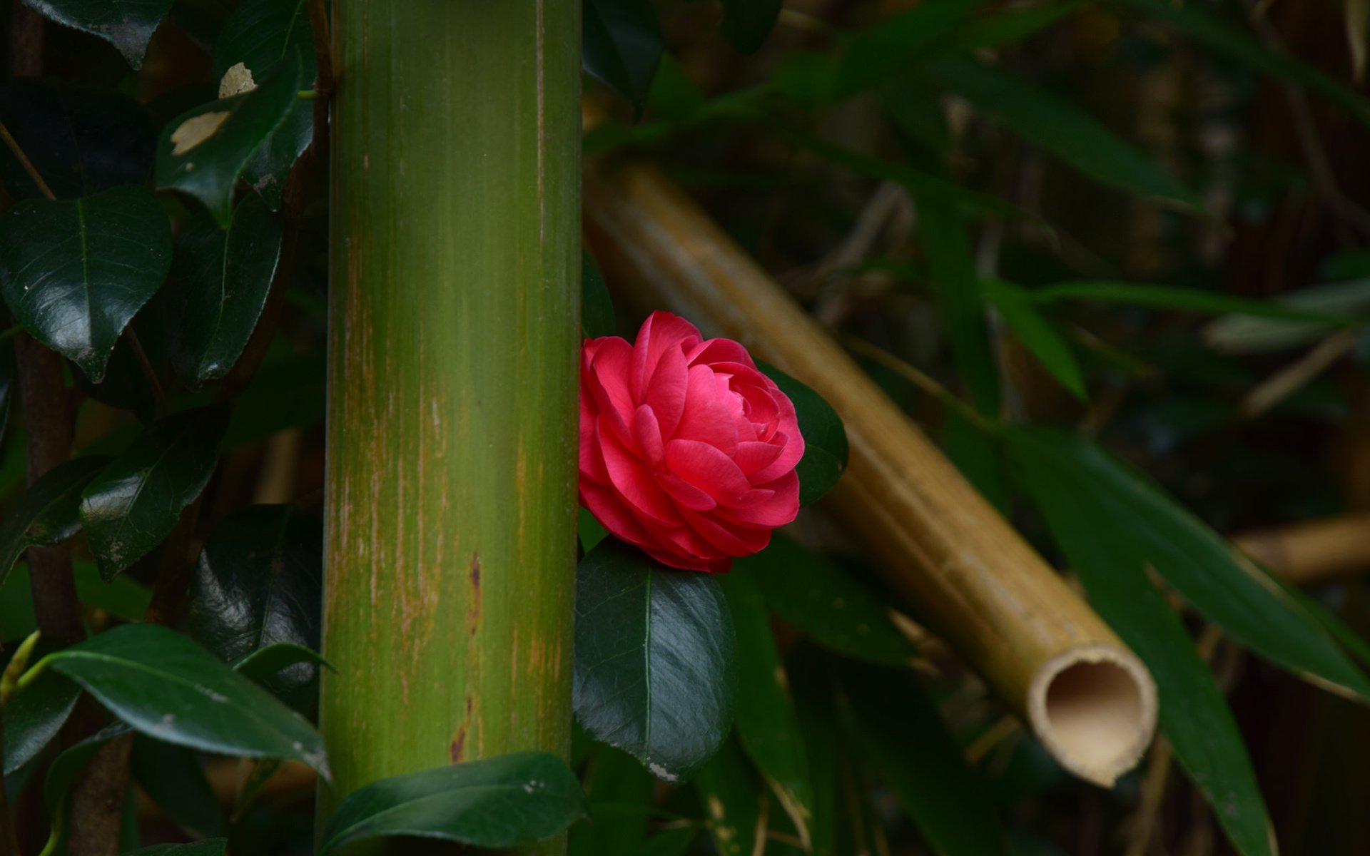 Обои листья, цветок, бутон, камелия, leaves, flower, bud, camellia разрешение 2048x1365 Загрузить