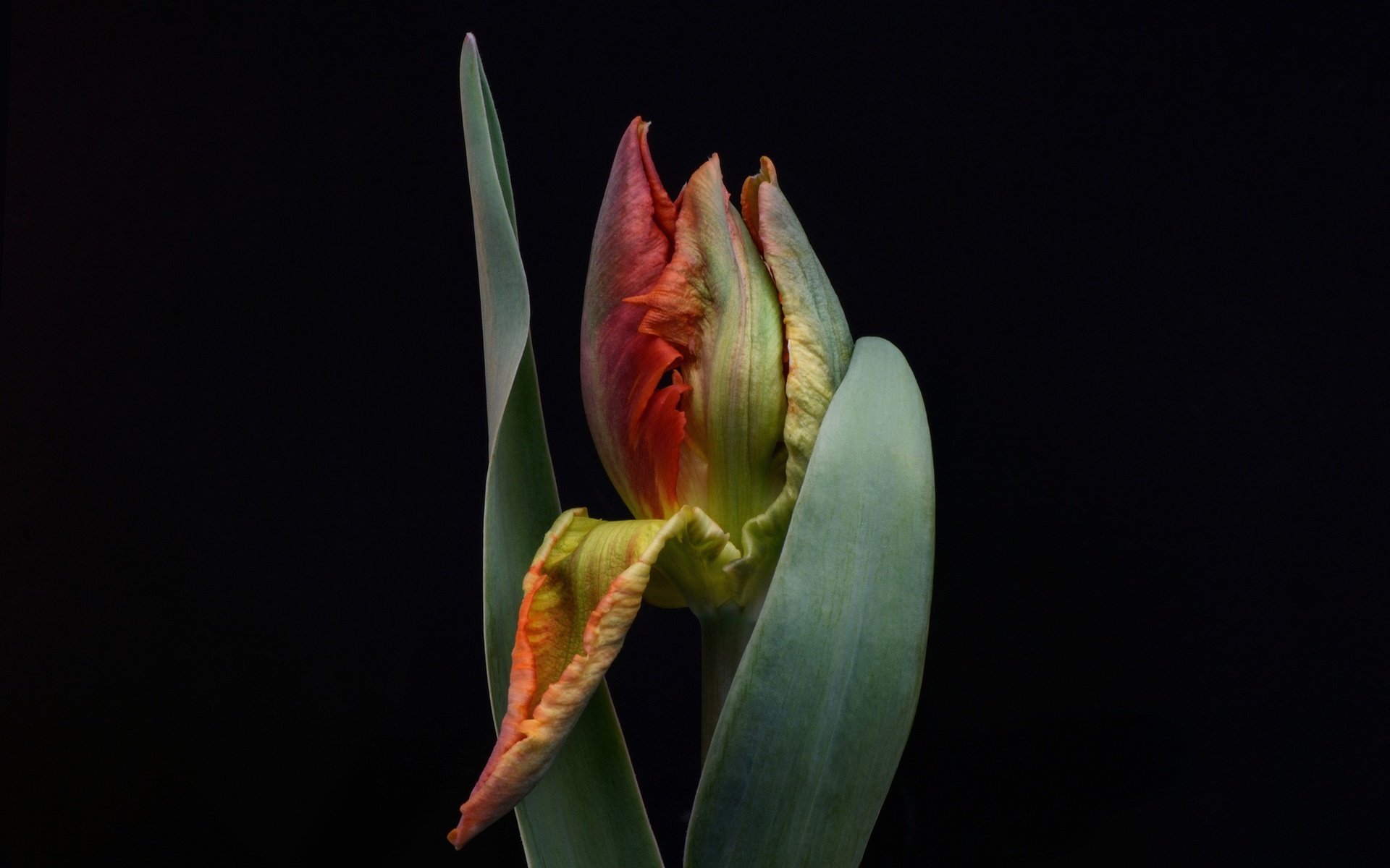 Обои листья, цветок, бутон, черный фон, тюльпан, leaves, flower, bud, black background, tulip разрешение 2048x1264 Загрузить