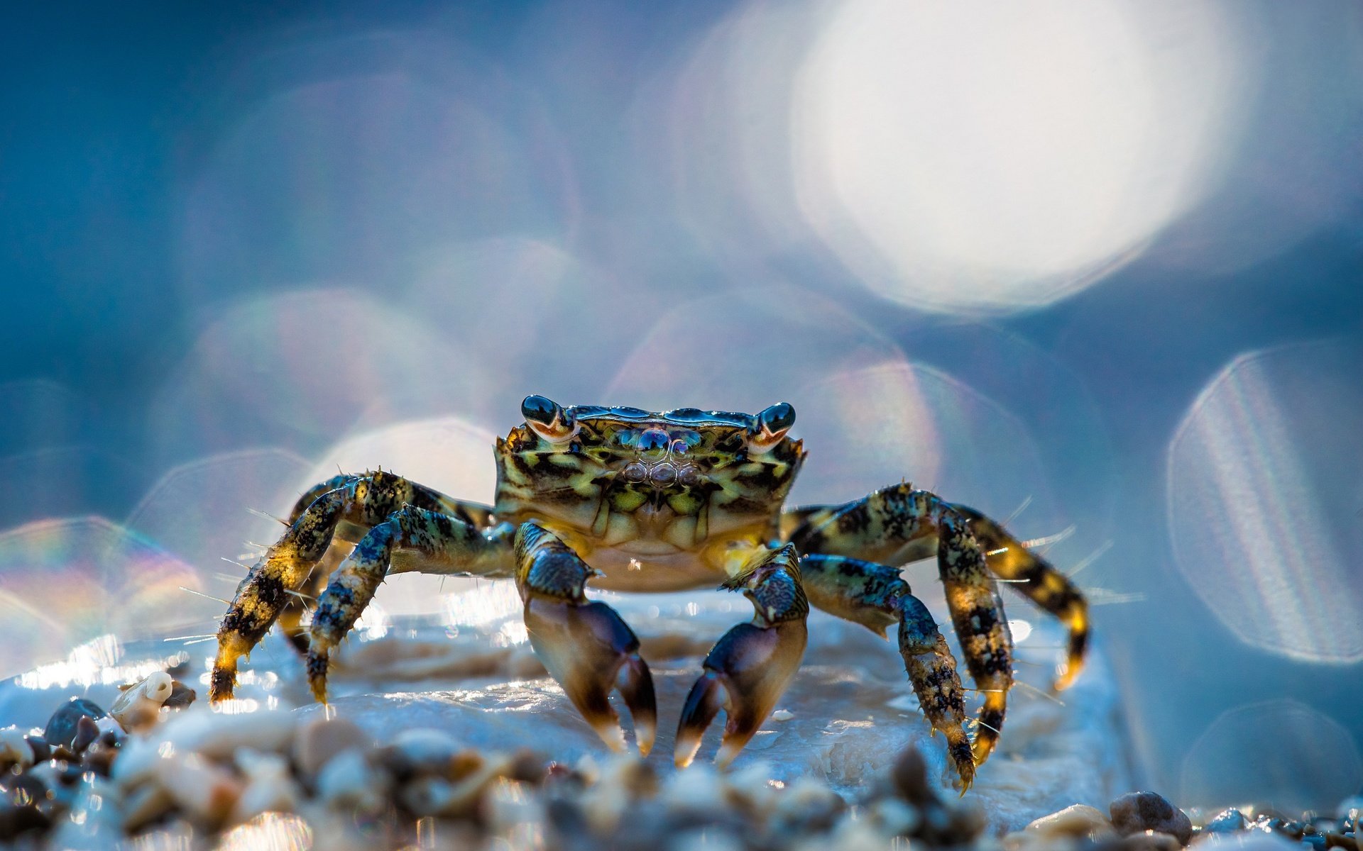 Обои макро, блики, краб, клешни, клещи, macro, glare, crab, claws, mites разрешение 2500x1667 Загрузить