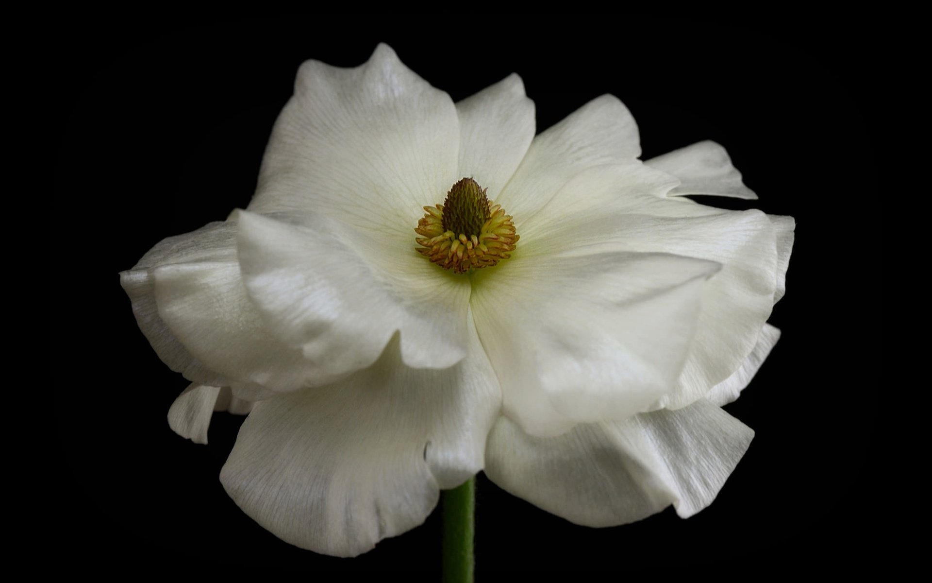 Обои макро, фон, цветок, лепестки, белый, ранункулюс, лютик, macro, background, flower, petals, white, ranunculus, buttercup разрешение 2048x1383 Загрузить