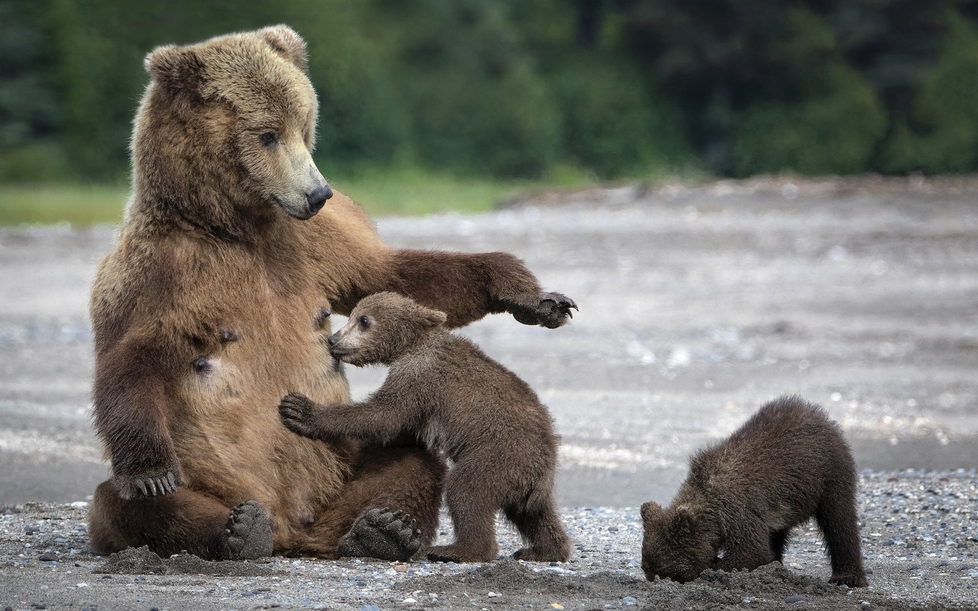 Обои мишки, мама, медведи, медведица, медвежата, bears, mom, bear разрешение 2499x1706 Загрузить