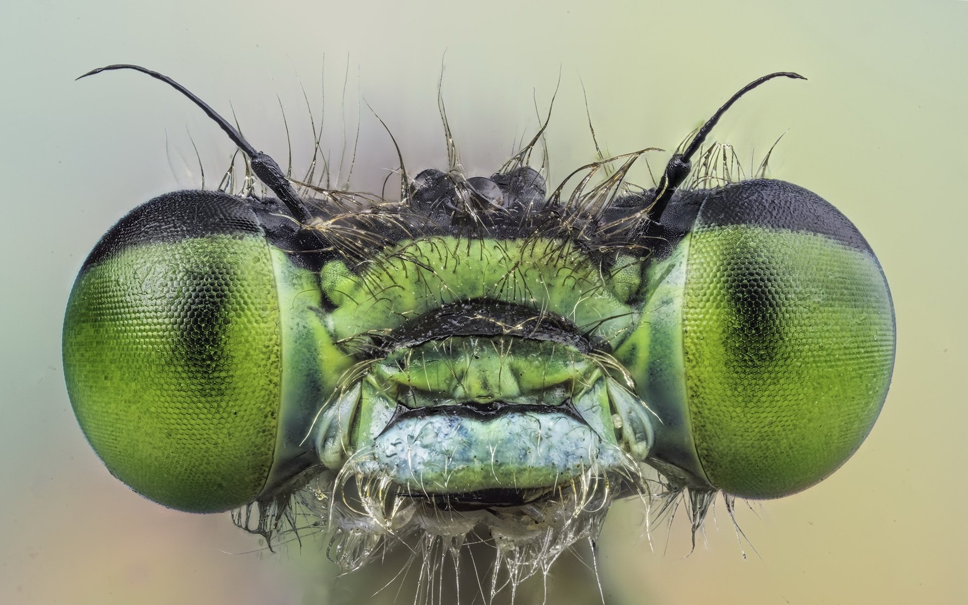 Обои глаза, макро, насекомое, взгляд, стрекоза, eyes, macro, insect, look, dragonfly разрешение 2048x1257 Загрузить