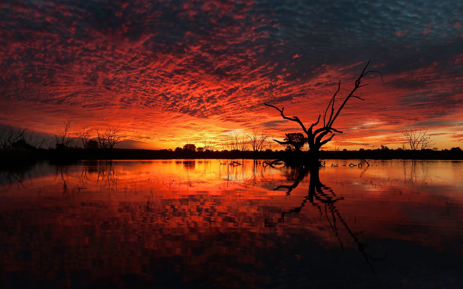 Обои небо, вода, озеро, дерево, болото, закат, коряги, the sky, water, lake, tree, swamp, sunset, driftwood разрешение 2560x1440 Загрузить