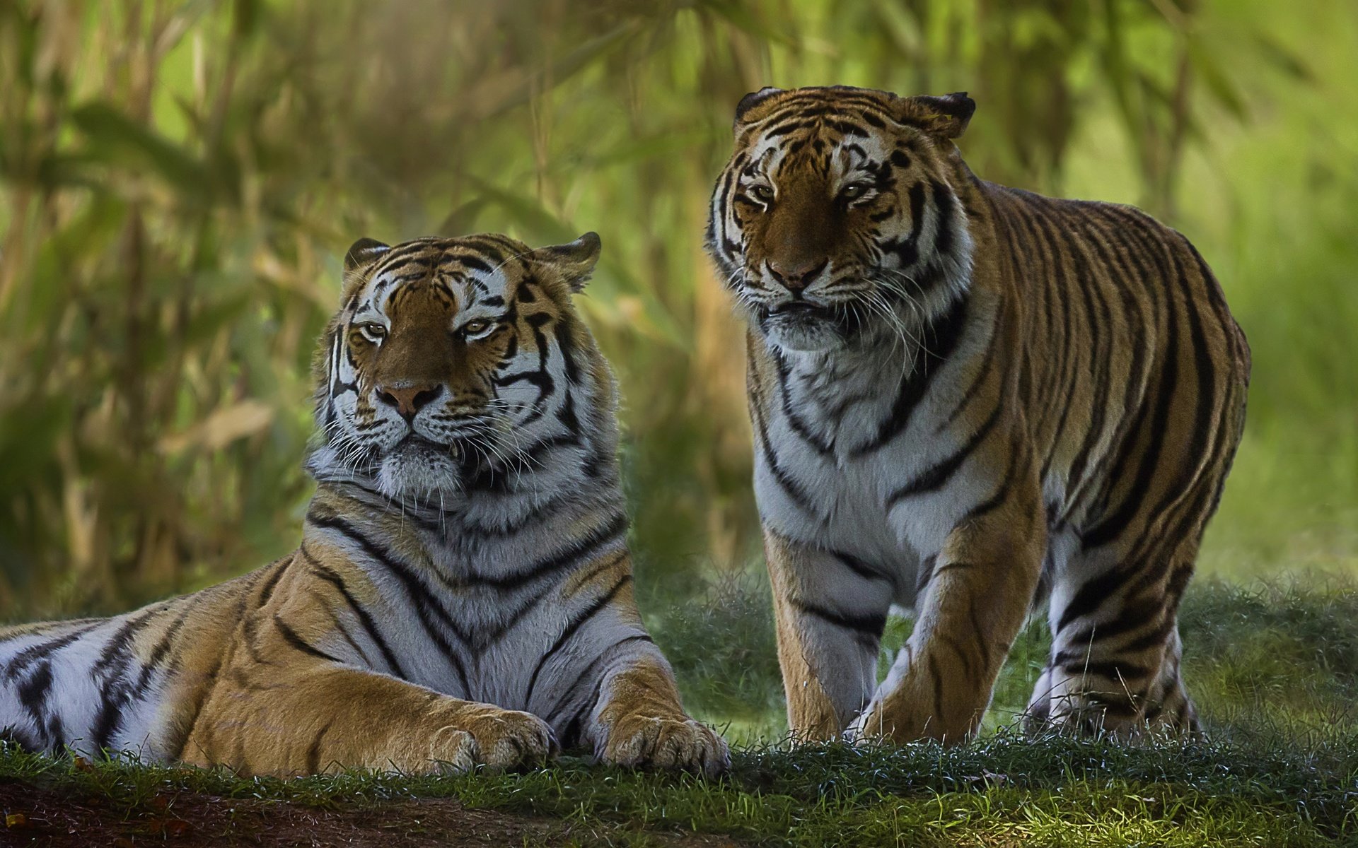 Обои парочка, дикая кошка, тигры, a couple, wild cat, tigers разрешение 2560x1579 Загрузить