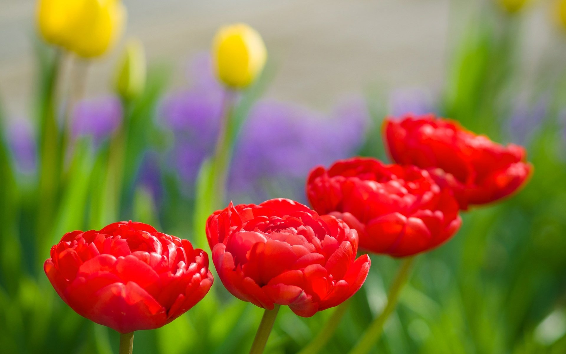Обои природа, бутоны, макро, лепестки, сад, весна, тюльпаны, karsten gieselmann, nature, buds, macro, petals, garden, spring, tulips разрешение 2048x1425 Загрузить