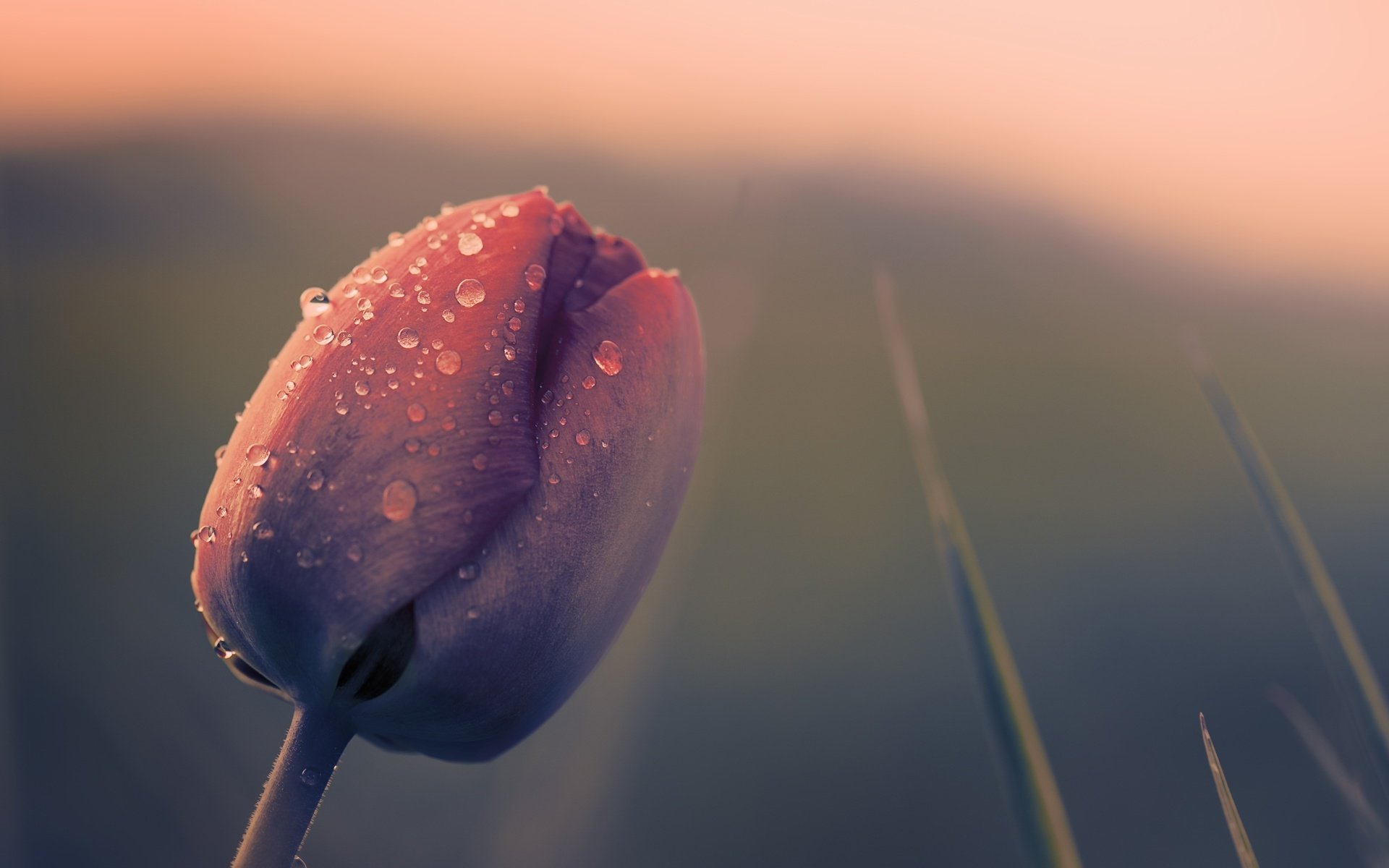 Обои природа, цветок, капли, весна, тюльпан, nature, flower, drops, spring, tulip разрешение 2560x1583 Загрузить