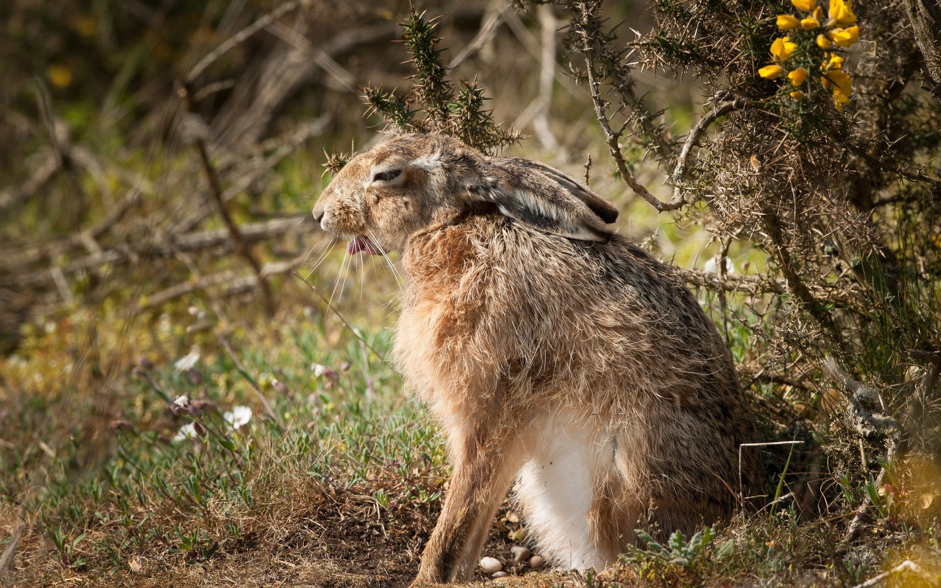 Обои природа, фон, заяц, nature, background, hare разрешение 2048x1363 Загрузить