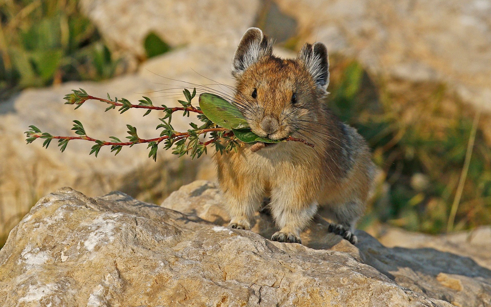 Обои природа, мышь, грызун, пищуха, nature, mouse, rodent, pika разрешение 2048x1383 Загрузить