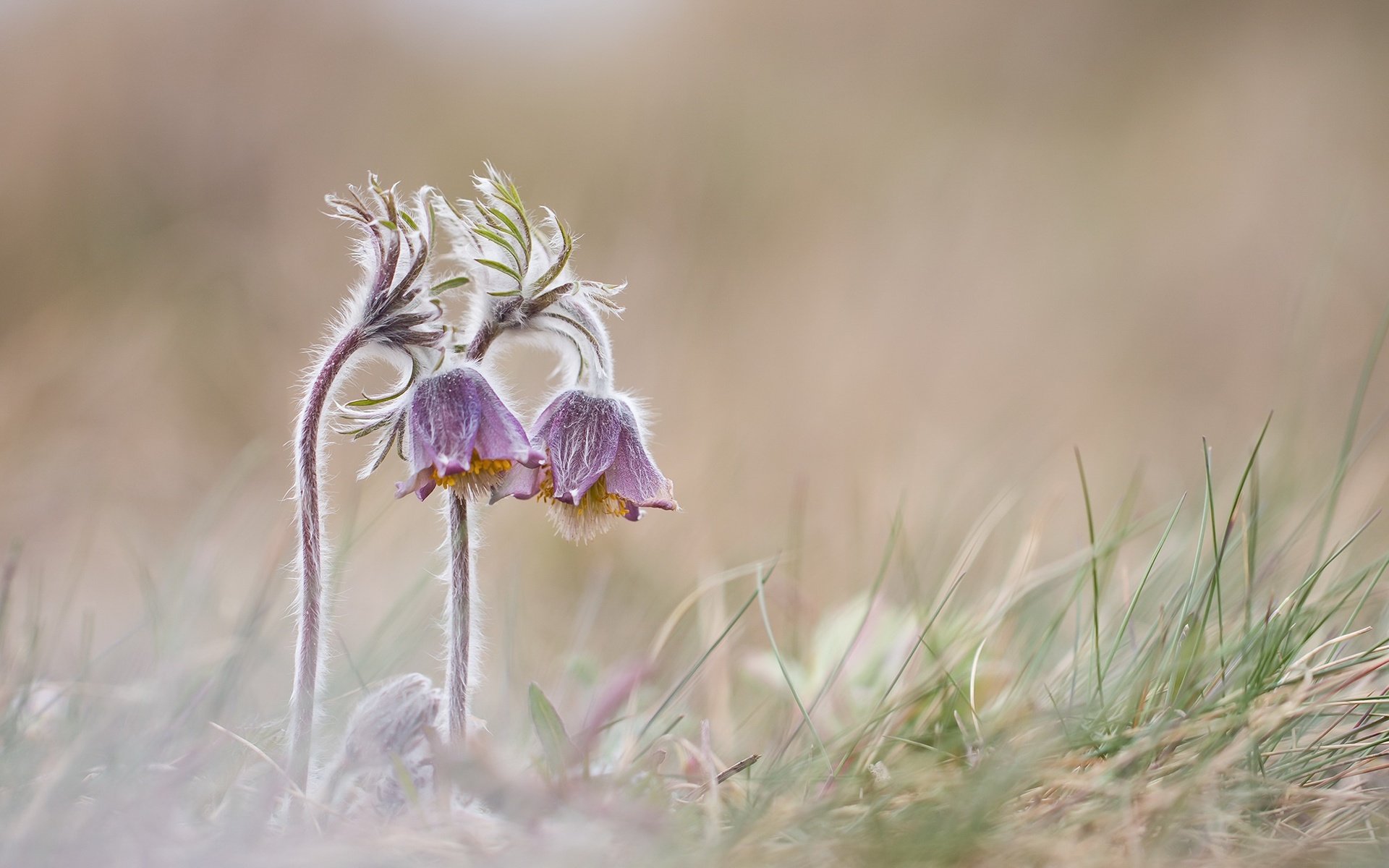 Обои цветы, природа, весна, сон-трава, прострел, flowers, nature, spring, sleep-grass, cross разрешение 2048x1222 Загрузить