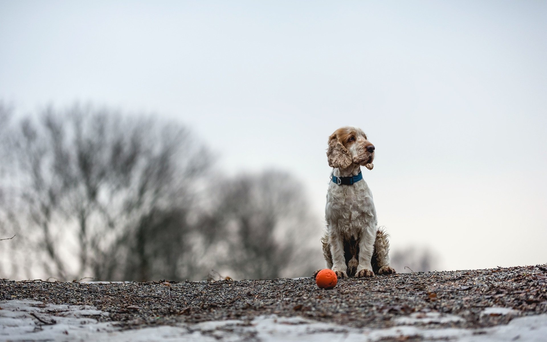 Обои собака, друг, мяч, спаниель, кокер-спаниель, christina sepúlveda, dog, each, the ball, spaniel, cocker spaniel разрешение 2048x1365 Загрузить