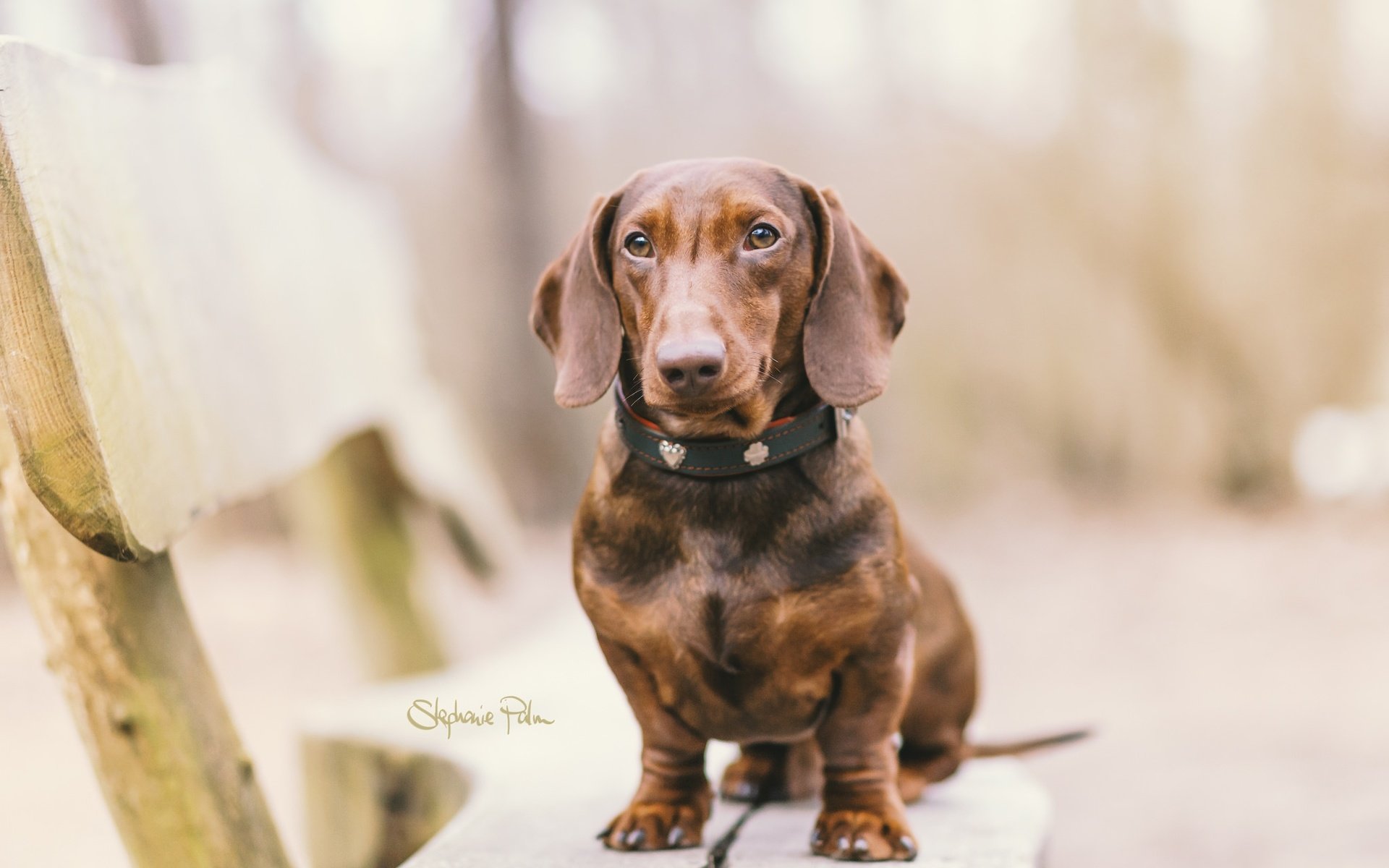 Обои глаза, мордочка, взгляд, собака, скамья, ошейник, такса, eyes, muzzle, look, dog, bench, collar, dachshund разрешение 2048x1366 Загрузить