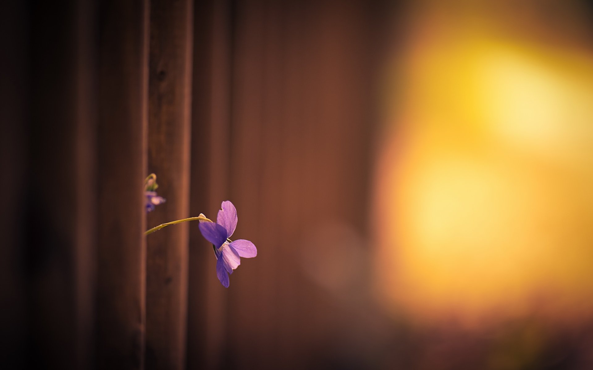 Обои свет, фон, цветок, лепестки, забор, анютины глазки, фиалка, light, background, flower, petals, the fence, pansy, violet разрешение 2560x1609 Загрузить