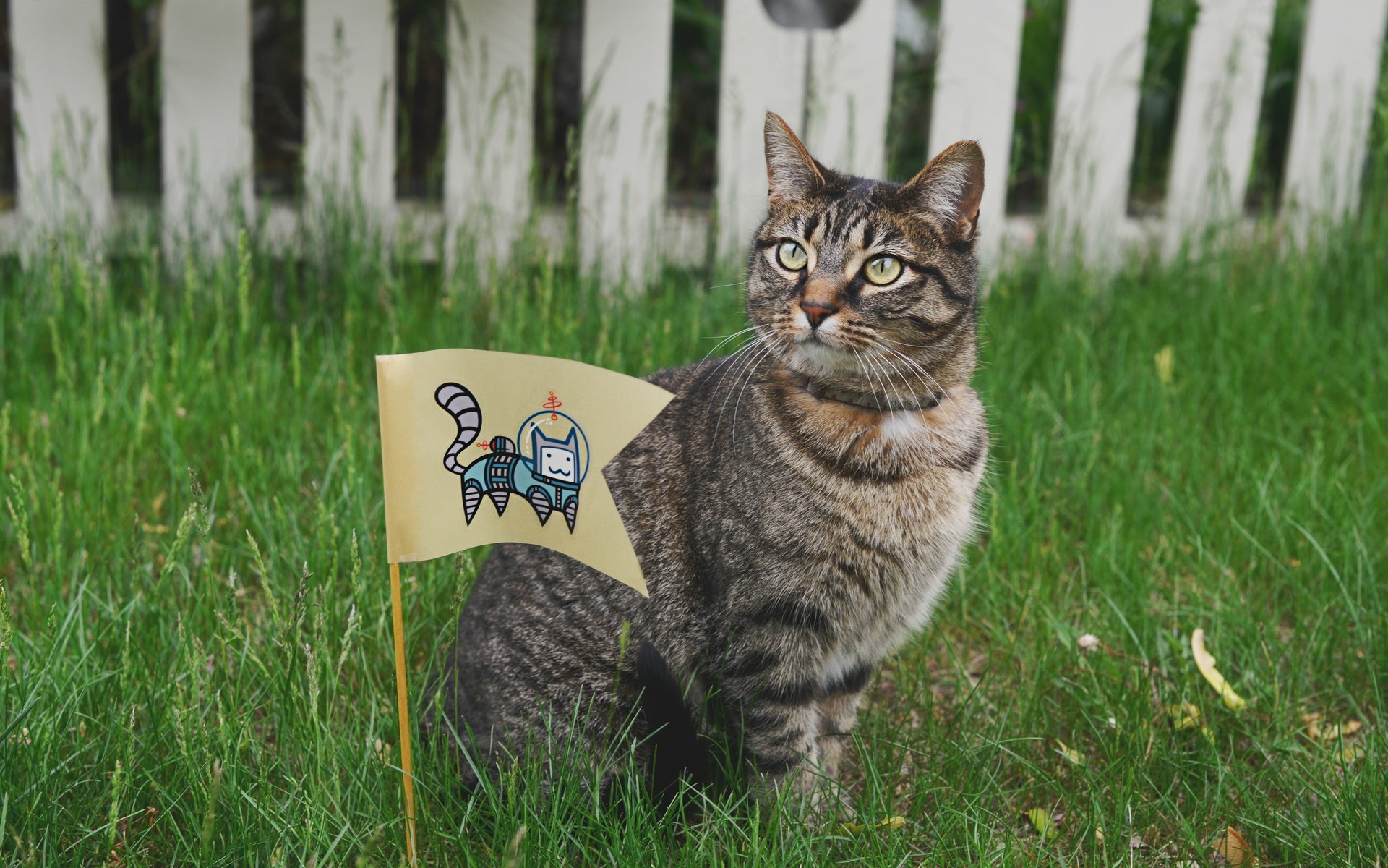 Обои глаза, трава, кот, усы, кошка, взгляд, забор, флаг, eyes, grass, cat, mustache, look, the fence, flag разрешение 7360x4912 Загрузить