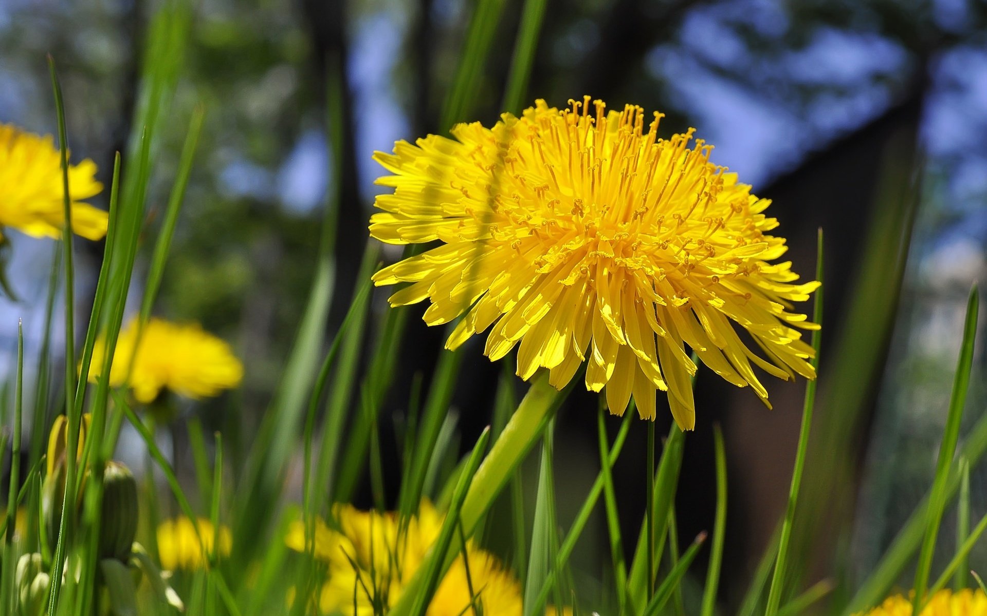 Обои цветы, трава, одуванчики, желтые, flowers, grass, dandelions, yellow разрешение 2048x1360 Загрузить