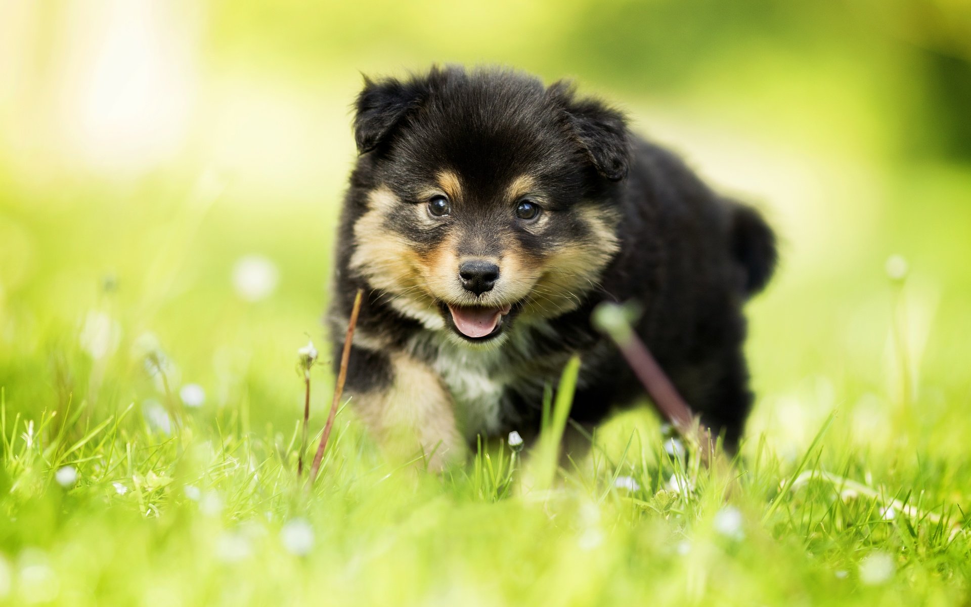 Обои трава, взгляд, собака, щенок, малыш, боке, финский лаппхунд, grass, look, dog, puppy, baby, bokeh, finnish lapphund разрешение 5472x3648 Загрузить